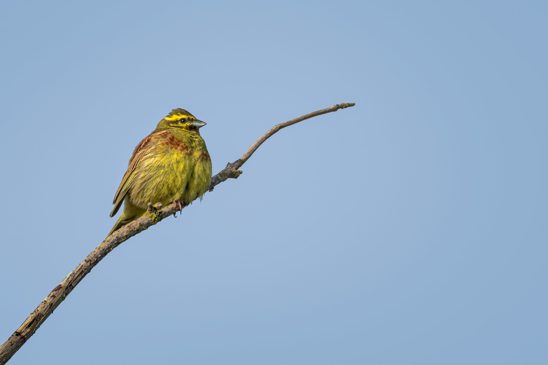 Cirl Bunting, (Emberiza Cirlus). Stoke Point, Noss Mayo. 01.05.2023