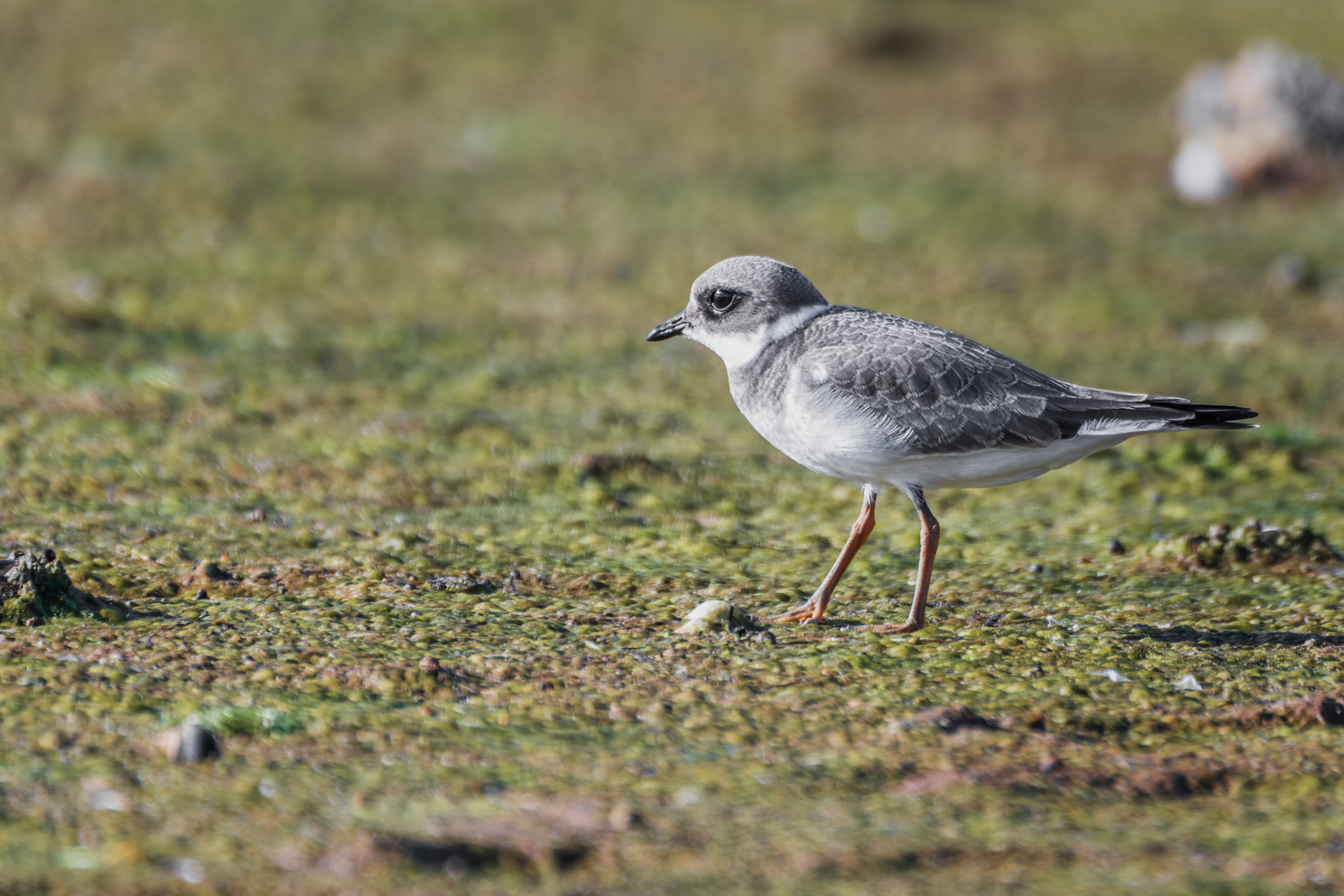 Common Ringed Plover, (Charadrius Hiaticula). Dawlish Warren NNR, Dawlish. 08.09.2020