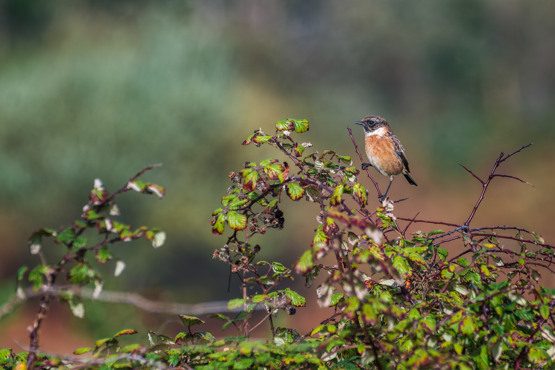 European Stonechat, (Saxicola Rubicola). Wembury Point, Plymouth. 31.10.2025