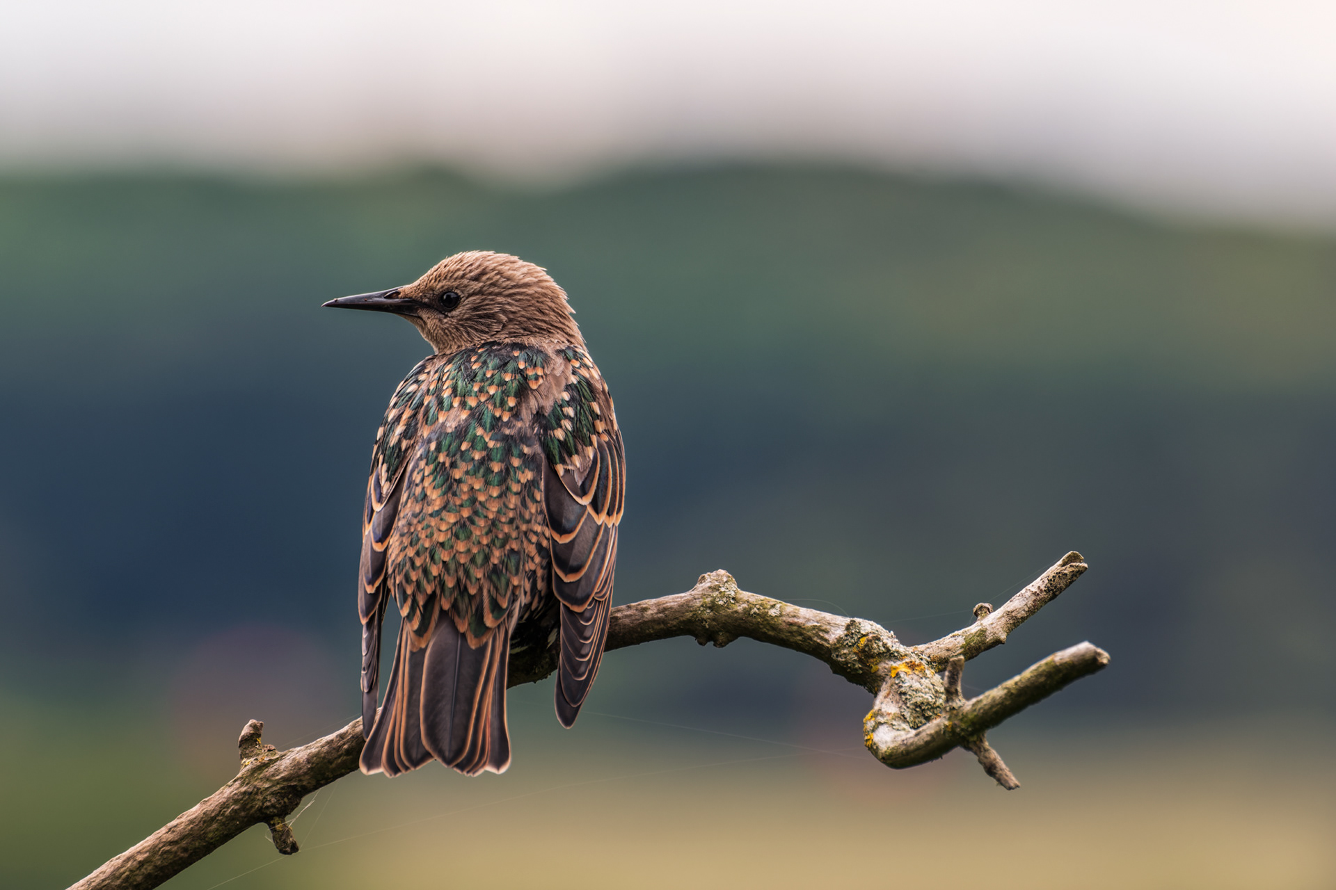 Starling, (Sturnus Vulgaris). Turf Lock, Exeter. 08.09.2020