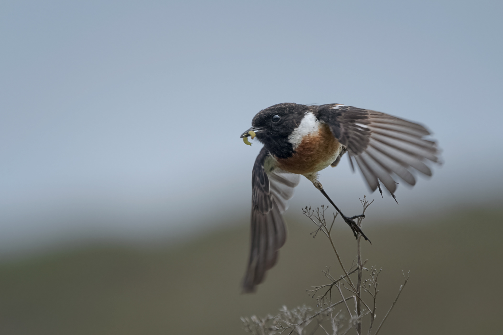 European Stonechat, (Saxicola Rubicola). Cape Cornwall, Penzance. 21.05.2022