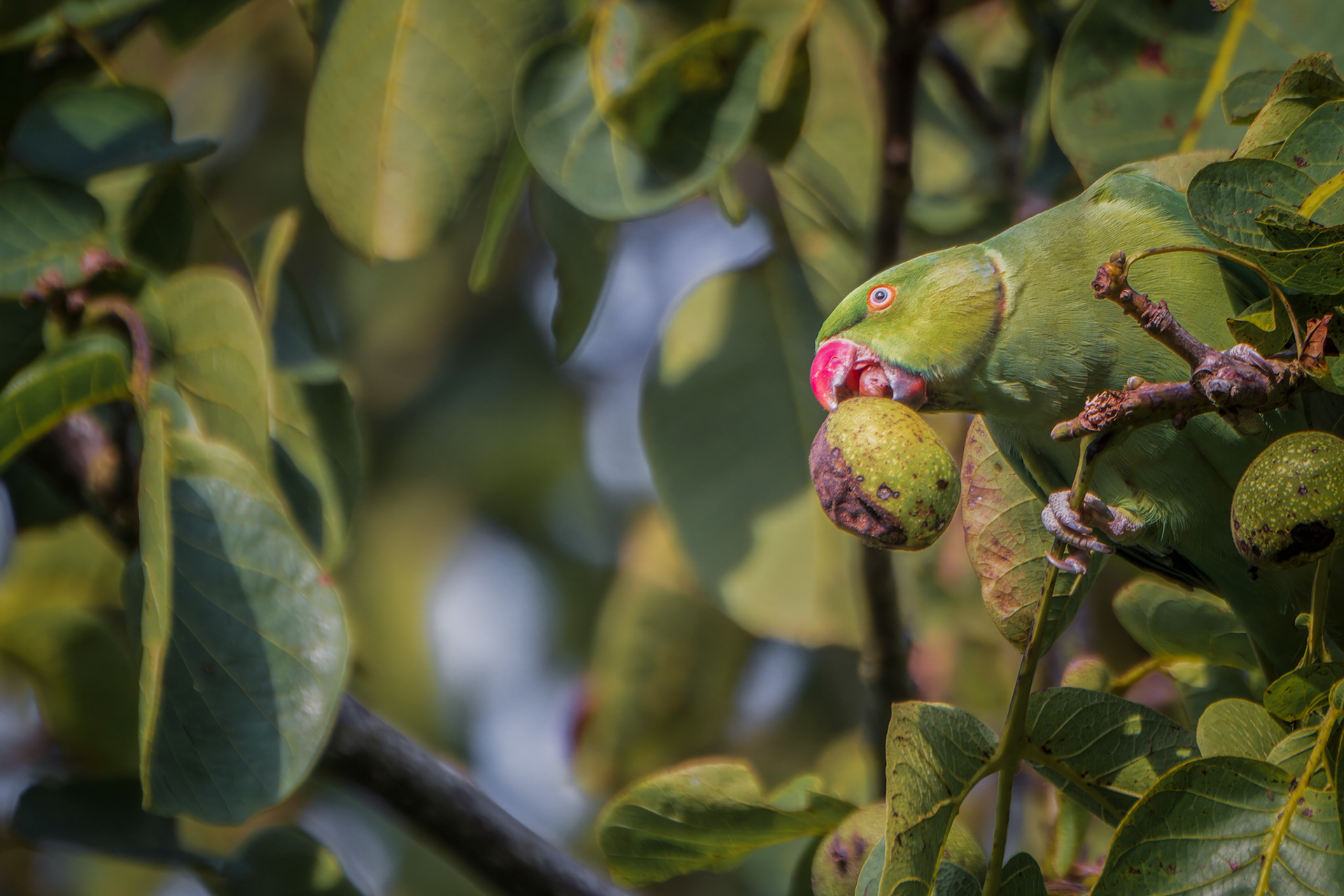 Ring-Necked Parakeet, (Psittacula Krameri). Saltram, Plymouth. 18.09.2020