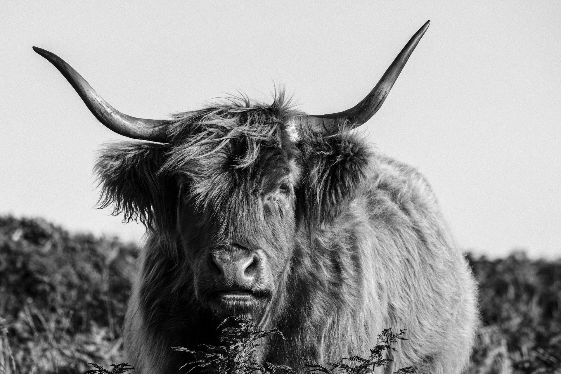Highland Cattle, (Bos Taurus). Grimspound, Dartmoor.  05.09.2020