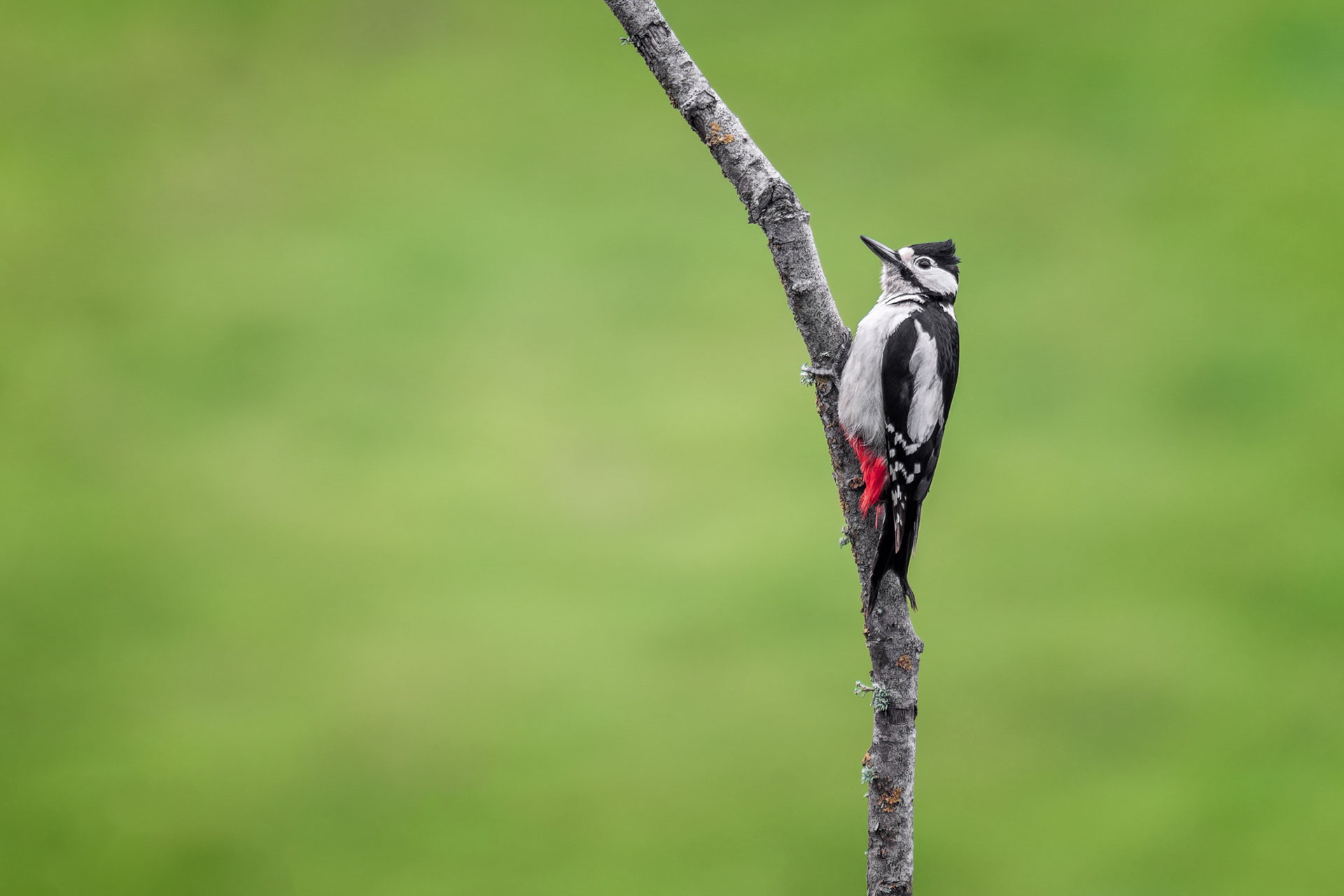 Great Spotted Woodpecker, (Dendrocopos Major). Man Sands, Brixham. 02.05.2023
