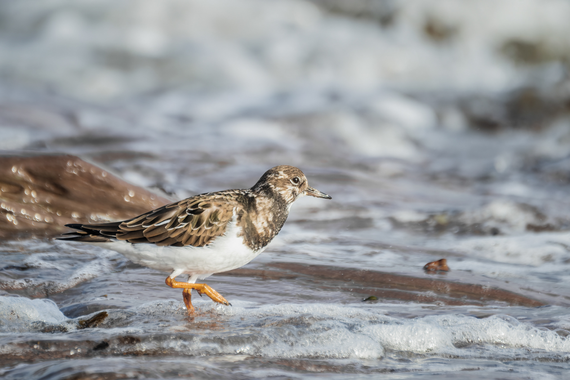 Turnstone, (Arenaria Interpres). Wembury Point, Plymouth. 31.10.2025