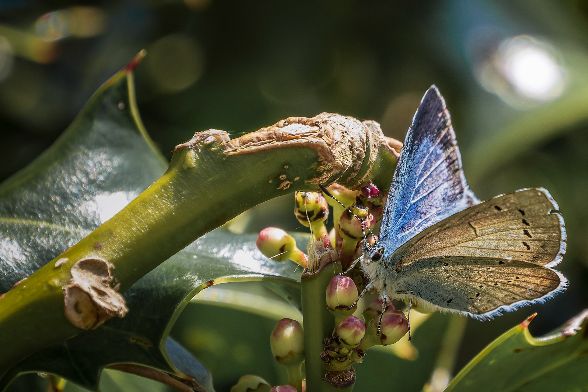 Holly Blue, (Celastrina Argiolus). Snapes Point, Salcombe. 24.04.2026