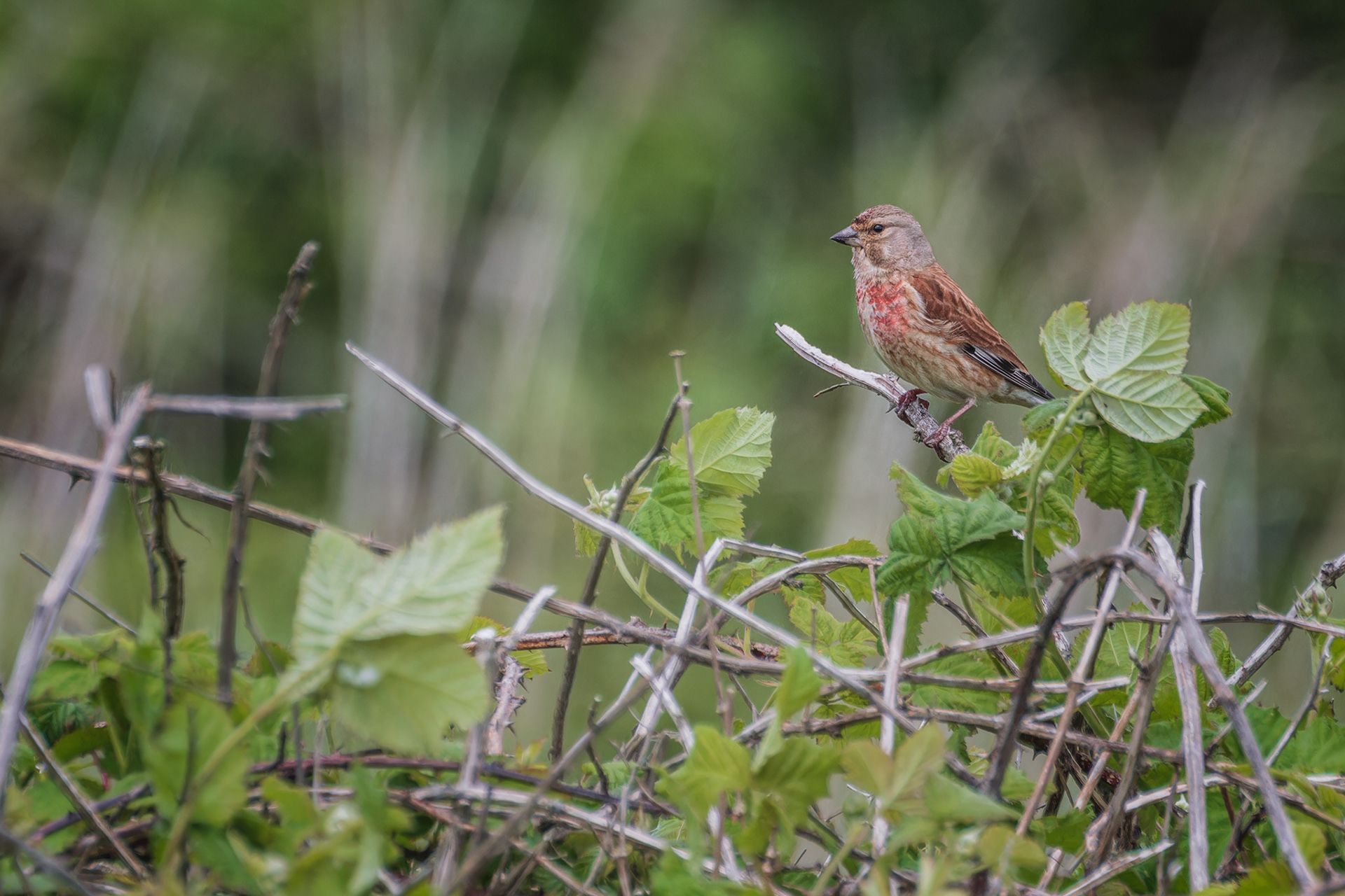 Common Linnet, (Linaria Cannabina). RSPB Marazion Marsh, Marazion. 20.05.2022
