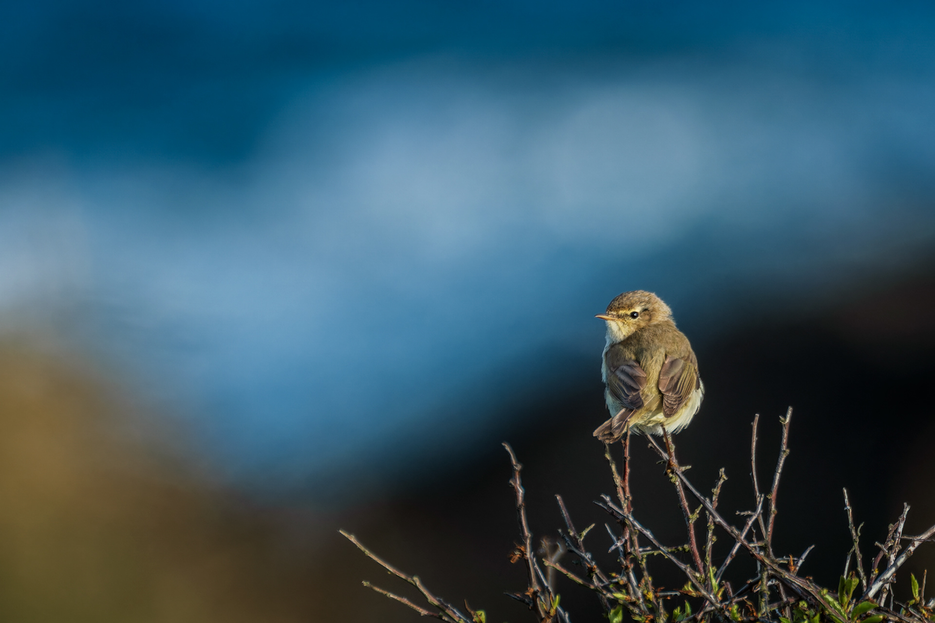 Common Chiffchaff, (Phylloscopus Collybita). Stoke Point, Noss Mayo. 01.05.2023
