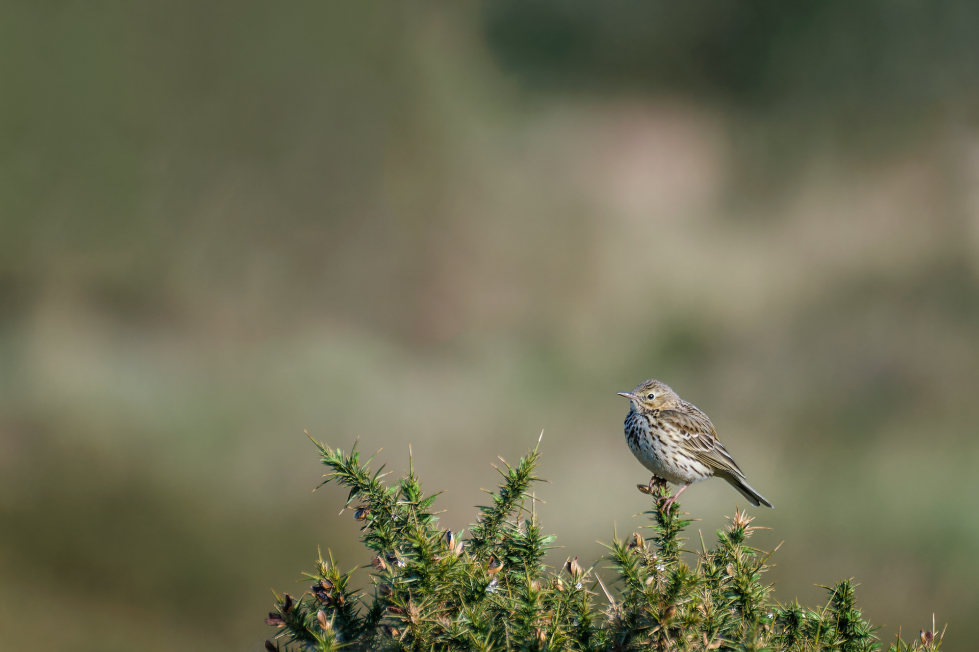Meadow Pipit, (Anthus Pratensis). Emsworthy Mire NR, Dartmoor. 20.05.2023