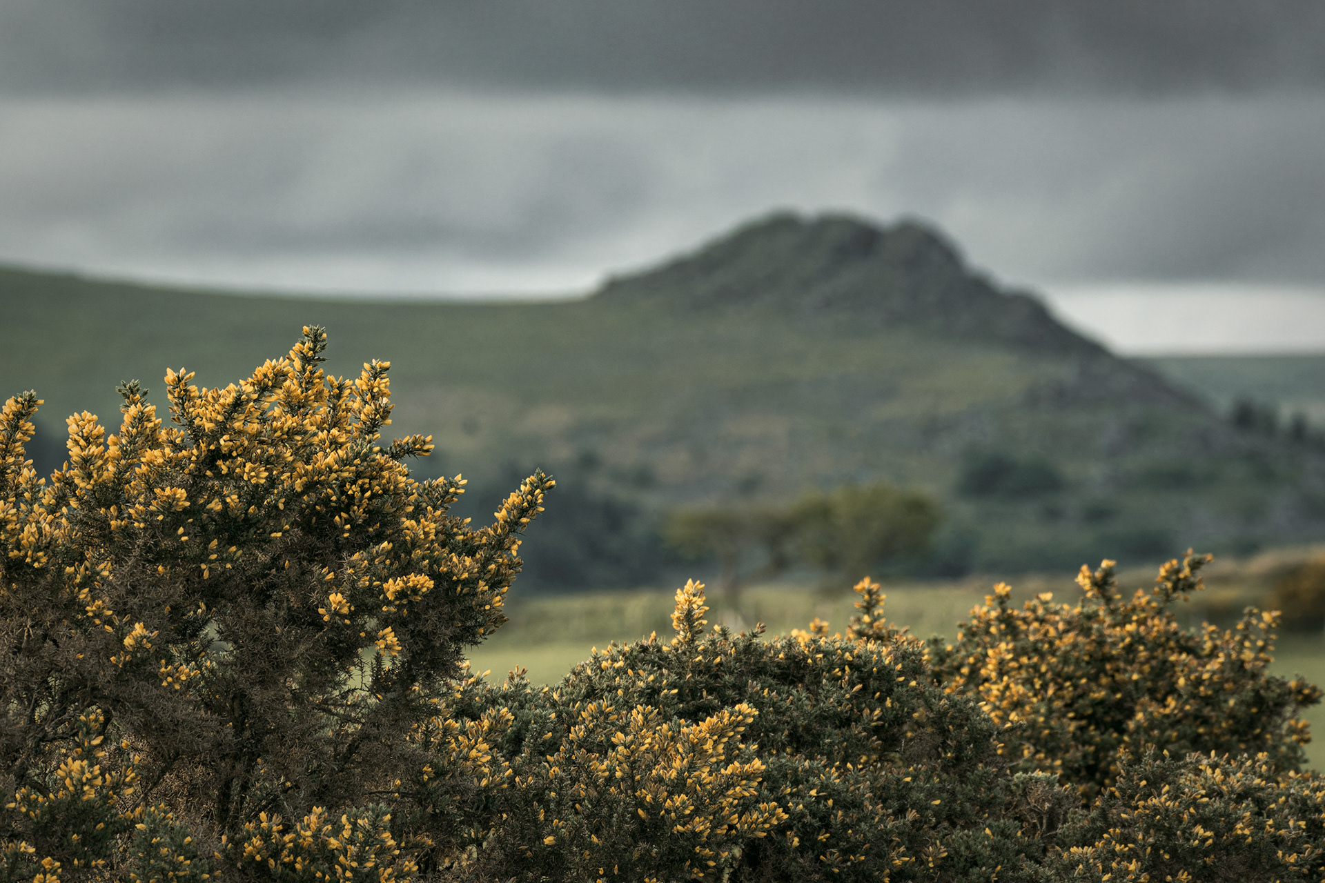 Looking towards Sheeps Tor. Ringmore Down, Dartmoor. 24.05.2022