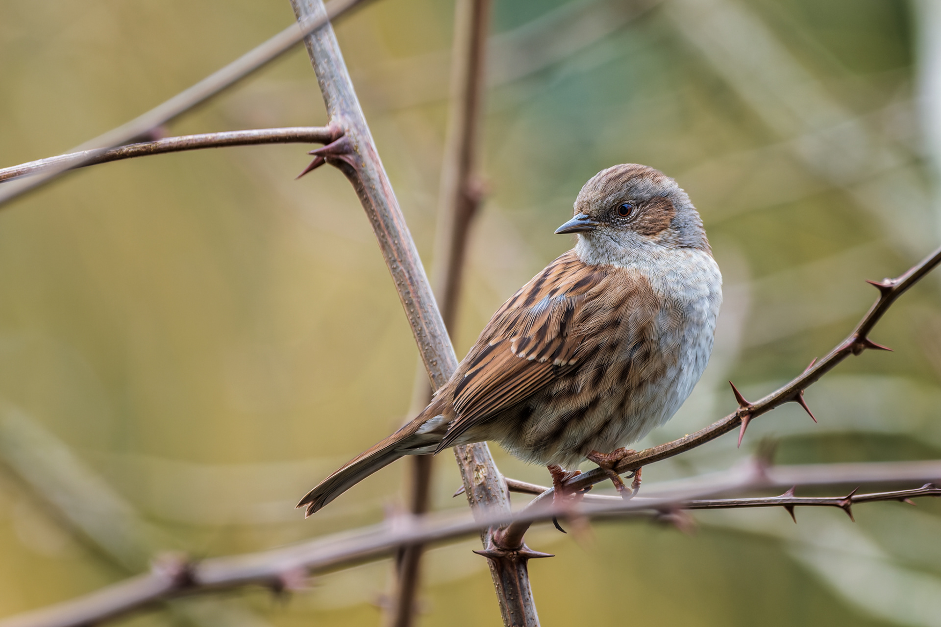 Dunnock, (Prunella Modularis). Saltram, Plymouth. 17.02.2026