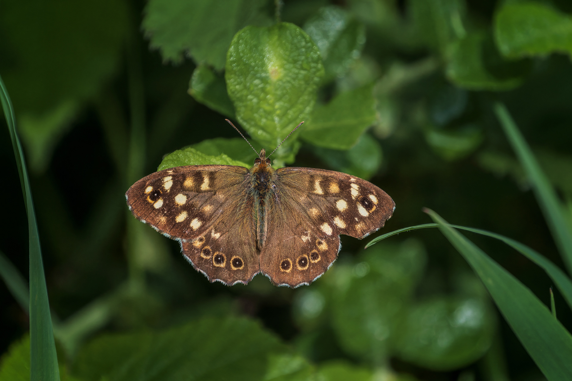 Speckled Wood, (Pararge Aegeria). Goss Moor NNR, St. Dennis. 28.05.2025