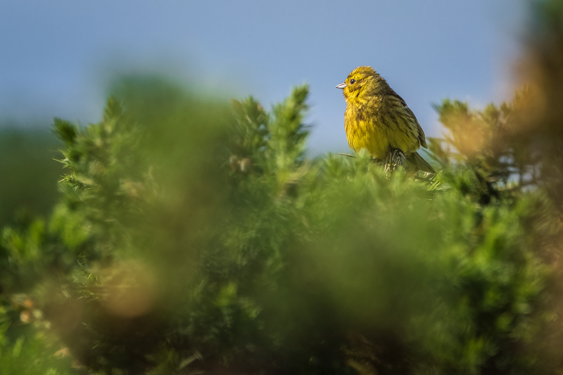 Yellowhammer, (Emberiza Citrinella). Crownhill Down, Lee Moor. 17.06.2024