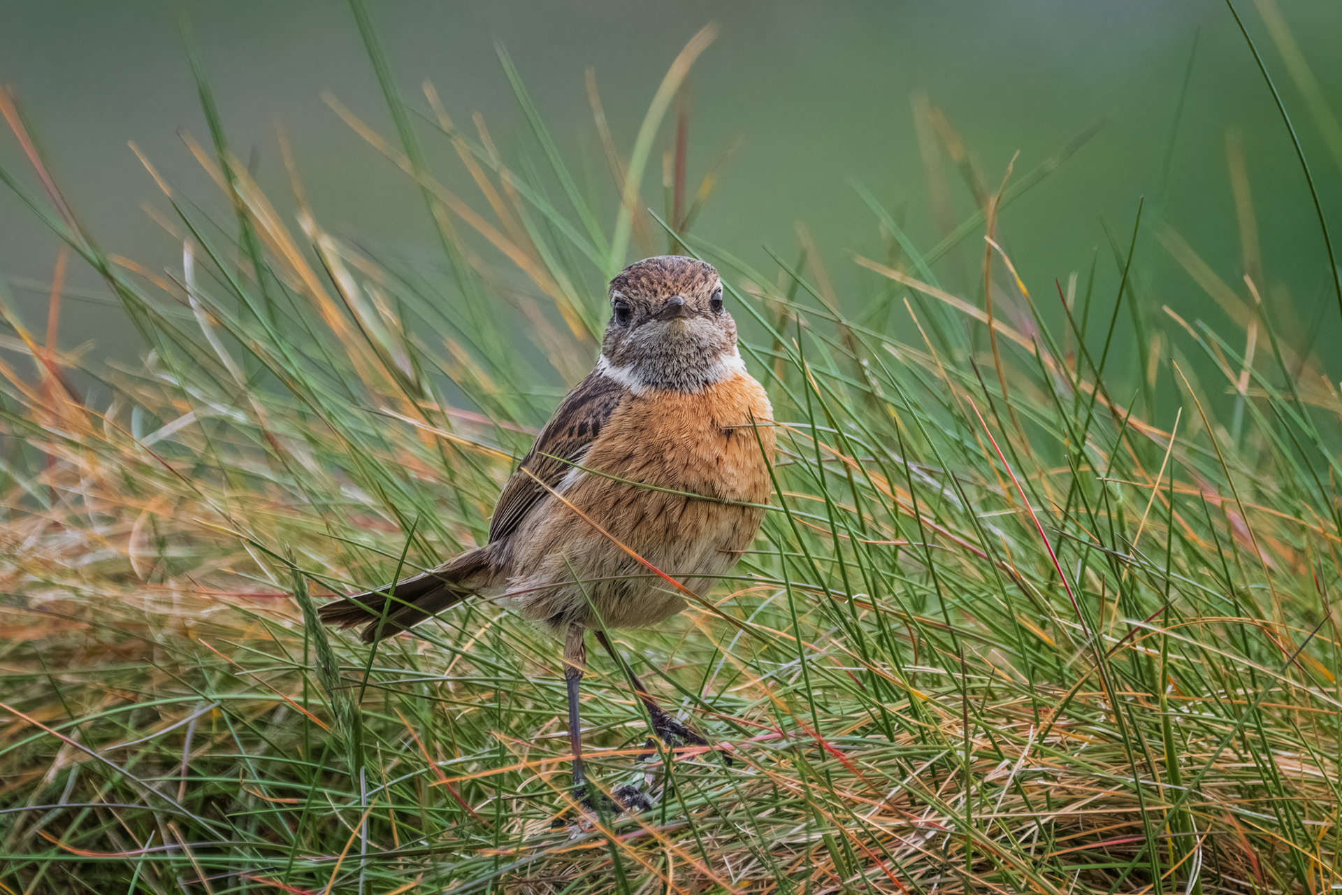 European Stonechat, (Saxicola Rubicola). Cape Cornwall, Penzance. 21.05.2022