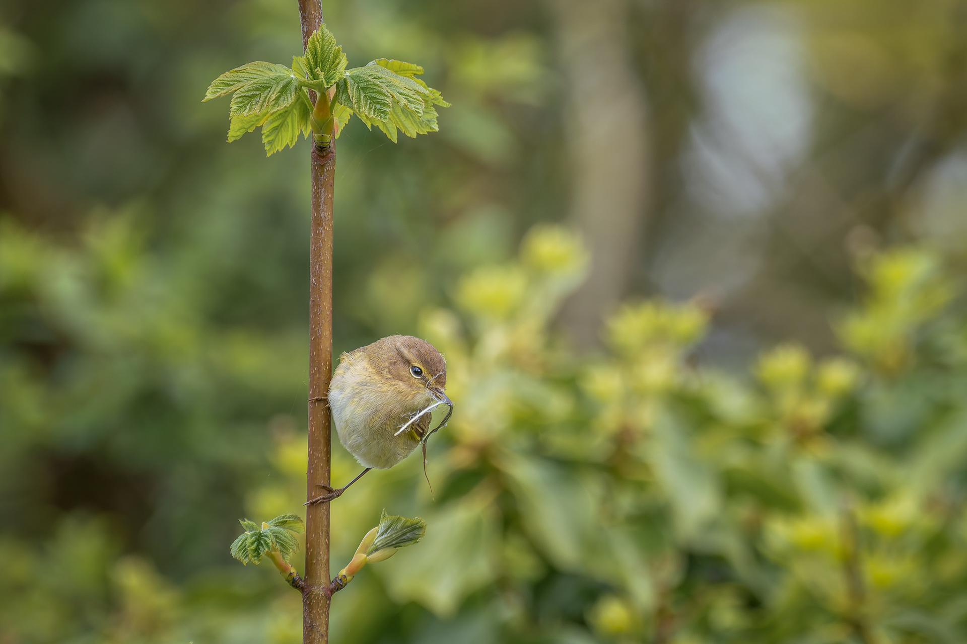 Common Chiffchaff, (Phylloscopus Collybita). Penlee Point, Torpoint. 21.04.2026
