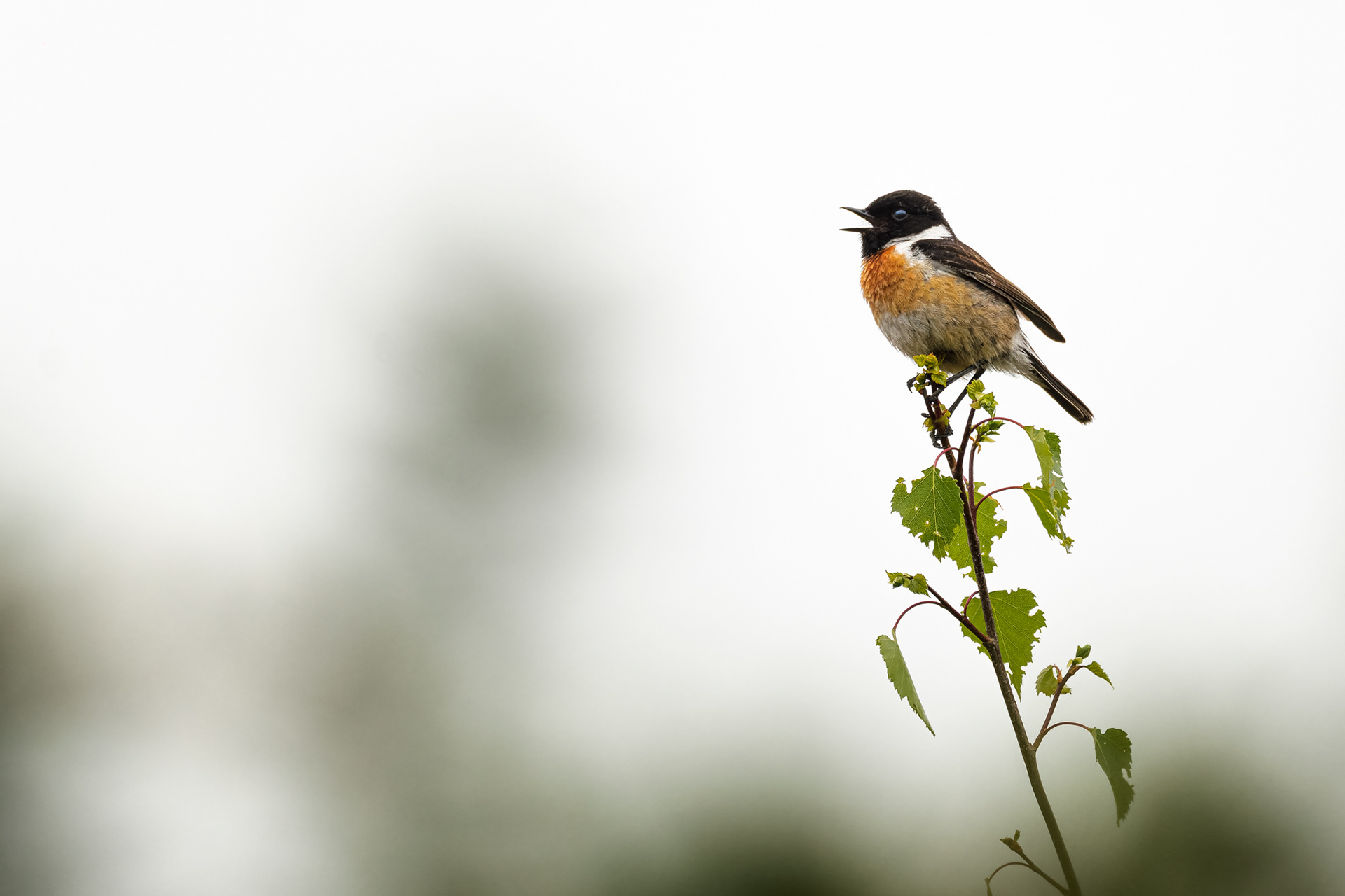 European Stonechat, (Saxicola Rubicola). East Dartmoor NNR, Yarner Wood, Bovey Tracey. 12.05.2025