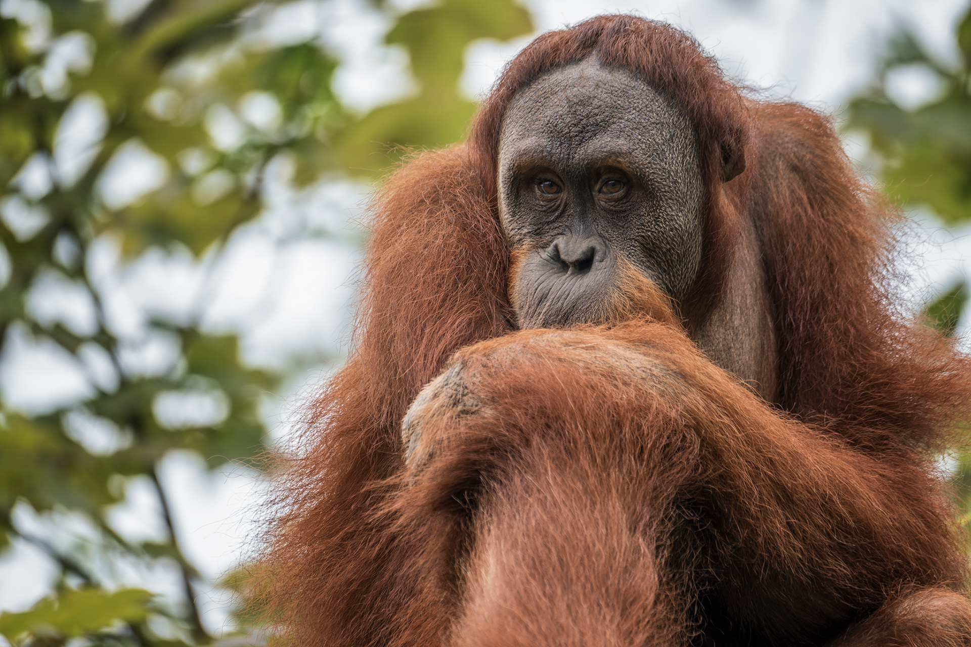 Sumatran Orangutan. 08.05.2023