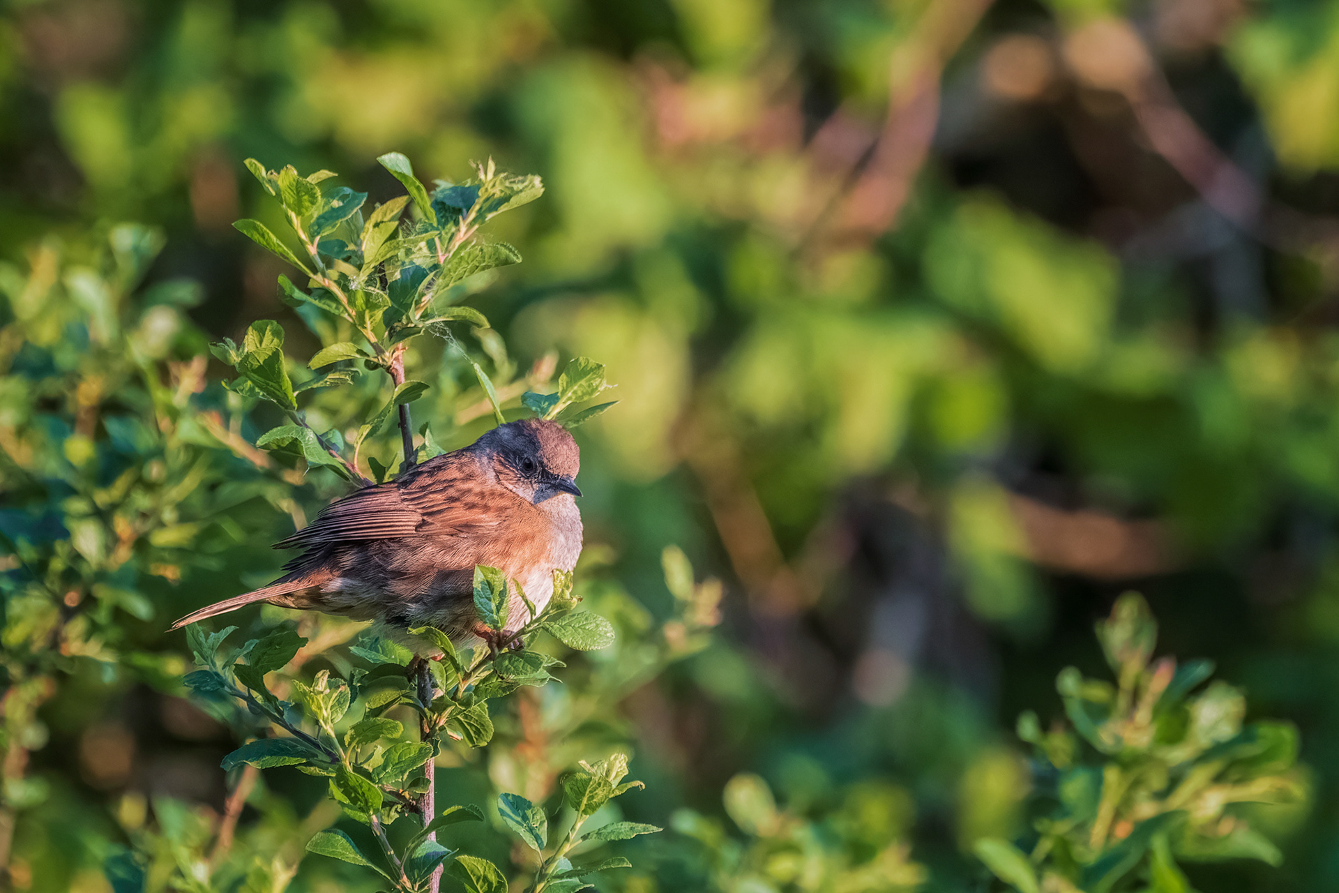 Dunnock, (Prunella Modularis). Langage Power Station, Plymouth. 06.05.2025