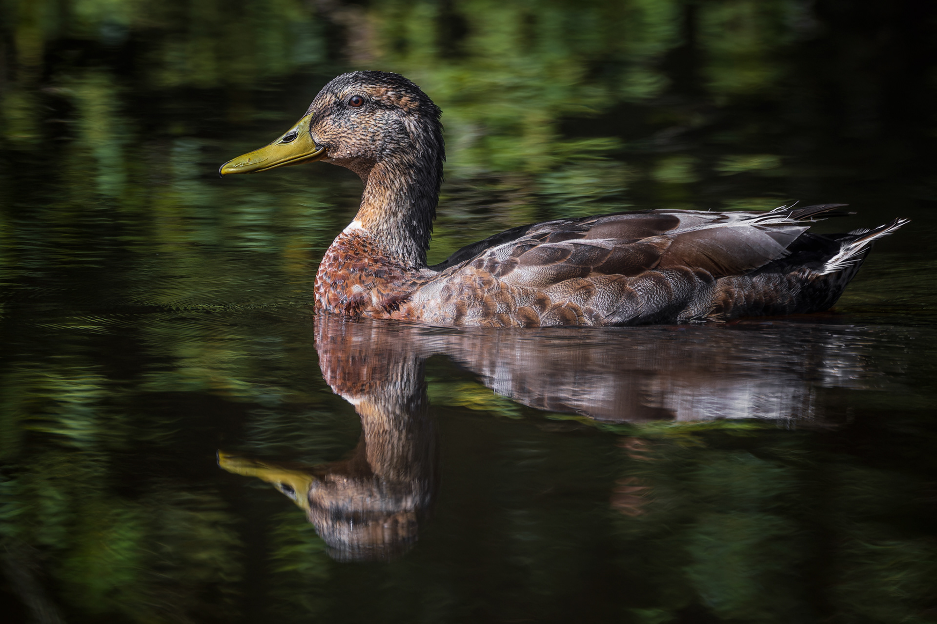 Mallard, (Anas Platyrhynchos). Little Bradley Ponds NR, Bovey Tracey. 08.07.2025