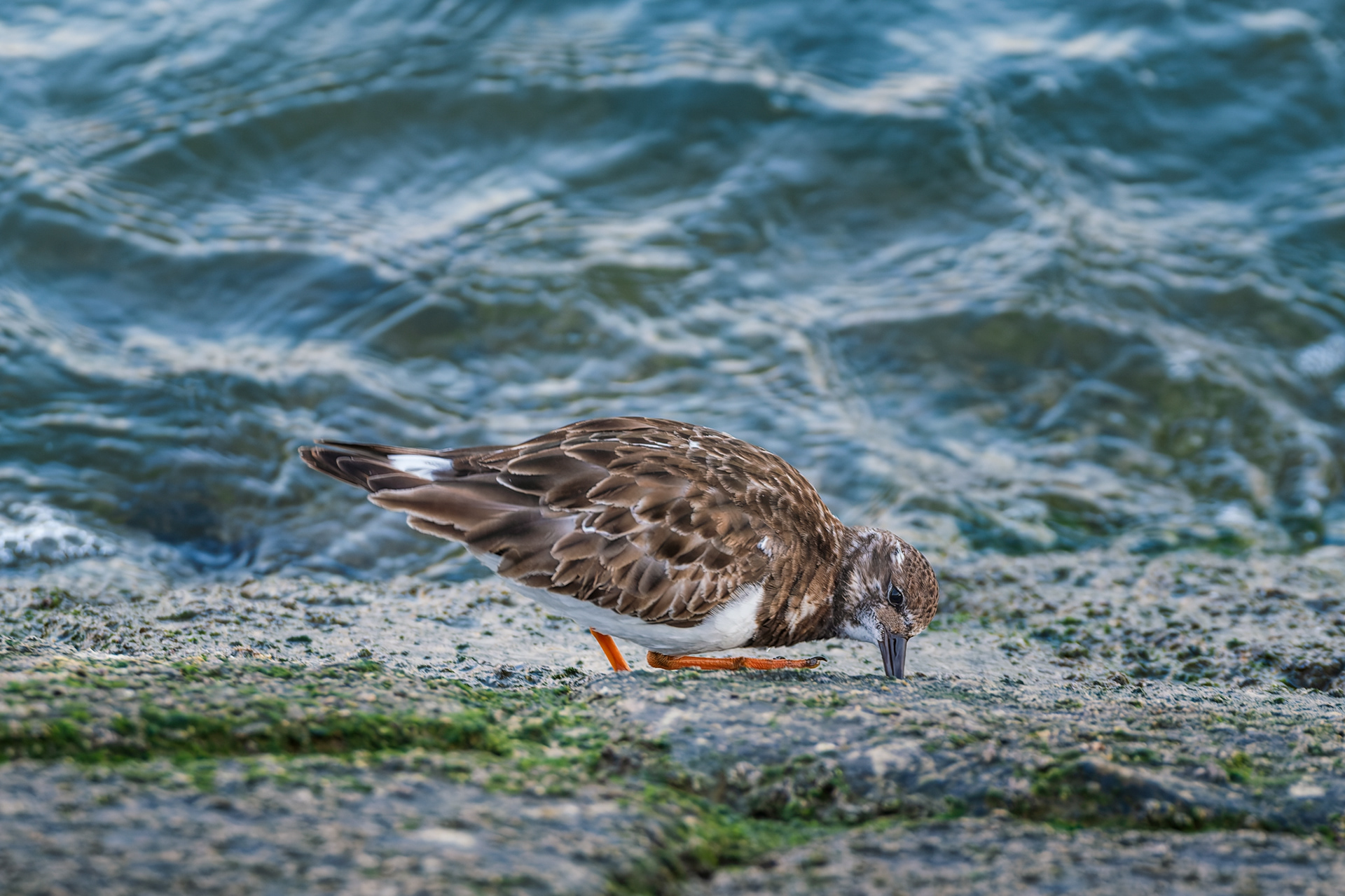 Turnstone, (Arenaria Interpres). Lisbon, Portugal. 24.03.2026