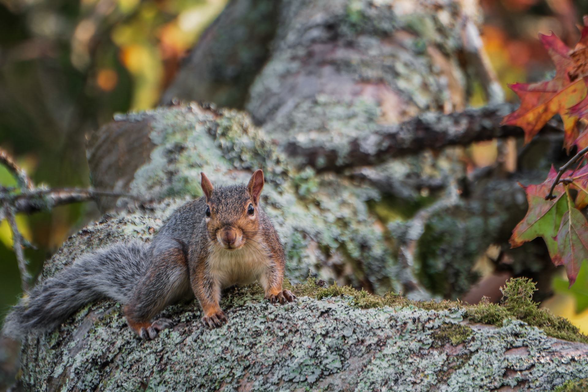 Grey Squirrel, (Sciurus Carolinensis). Saltram, Plymouth. 18.09.2020