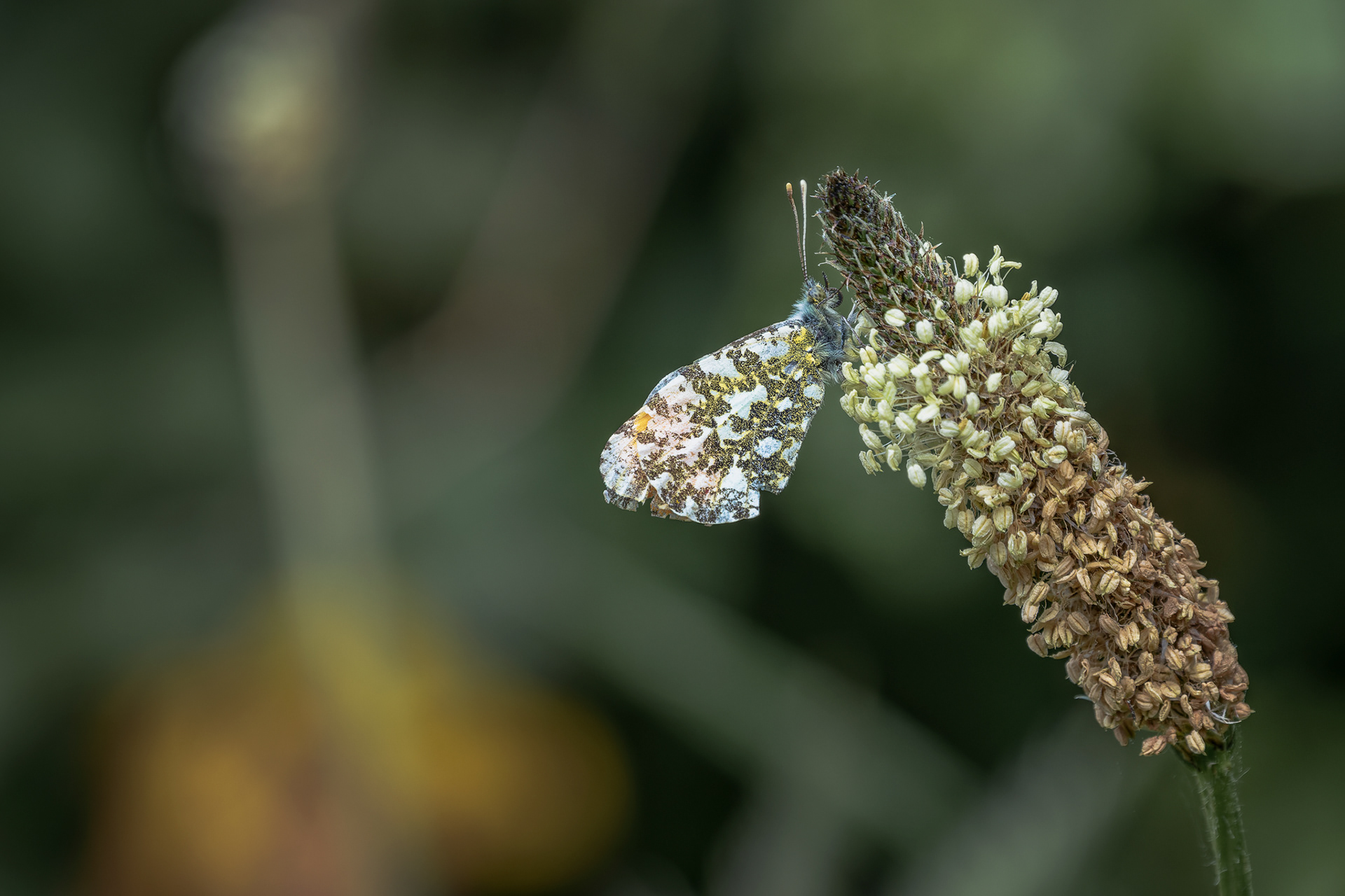 Orange-Tip, (Anthocharis Cardamines). Landulph, Saltash. 30.04.2026