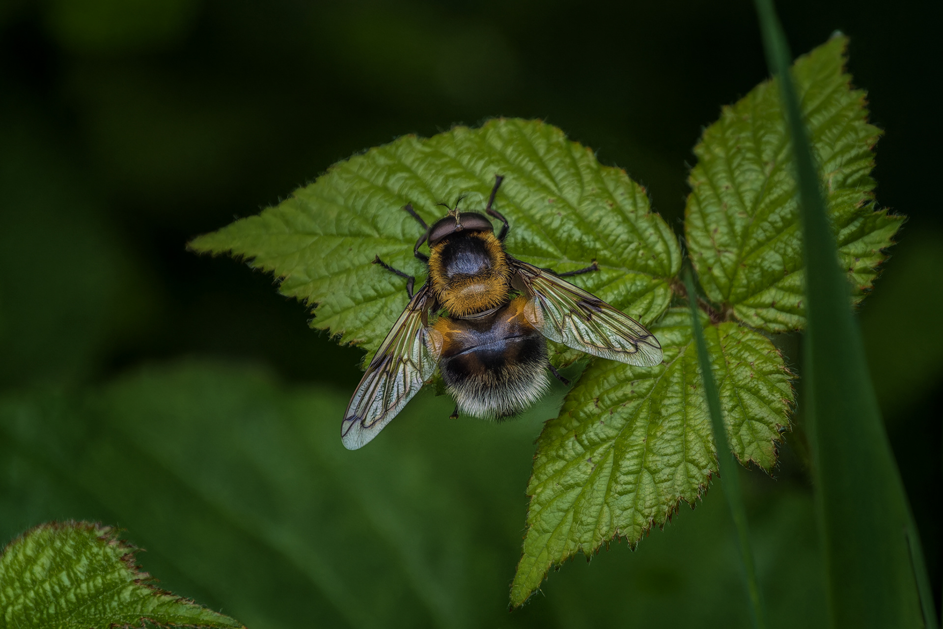 Male Bumblebee Mimic Hoverfly, (Volucella Bombylans var. Plumata). Goss Moor NNR, St. Dennis. 28.05.2025