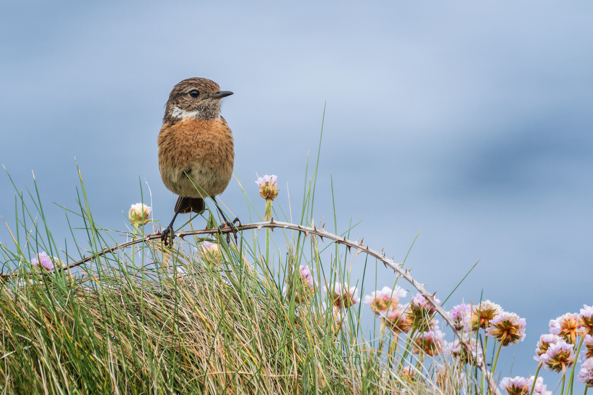 European Stonechat, (Saxicola Rubicola). Cape Cornwall, Penzance. 21.05.2022