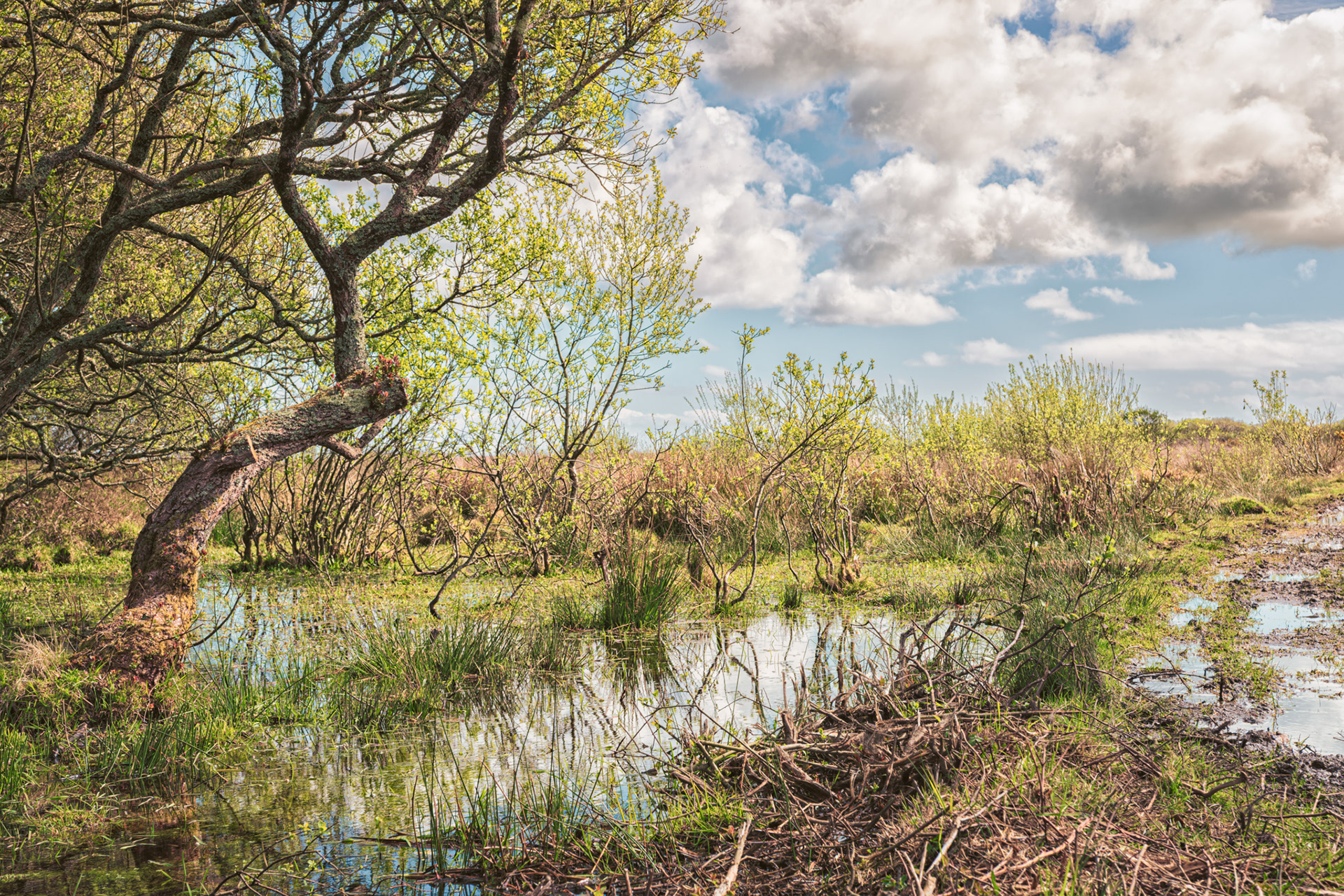 Goonhilly Downs NNR, The Lizard. 17.04.2025