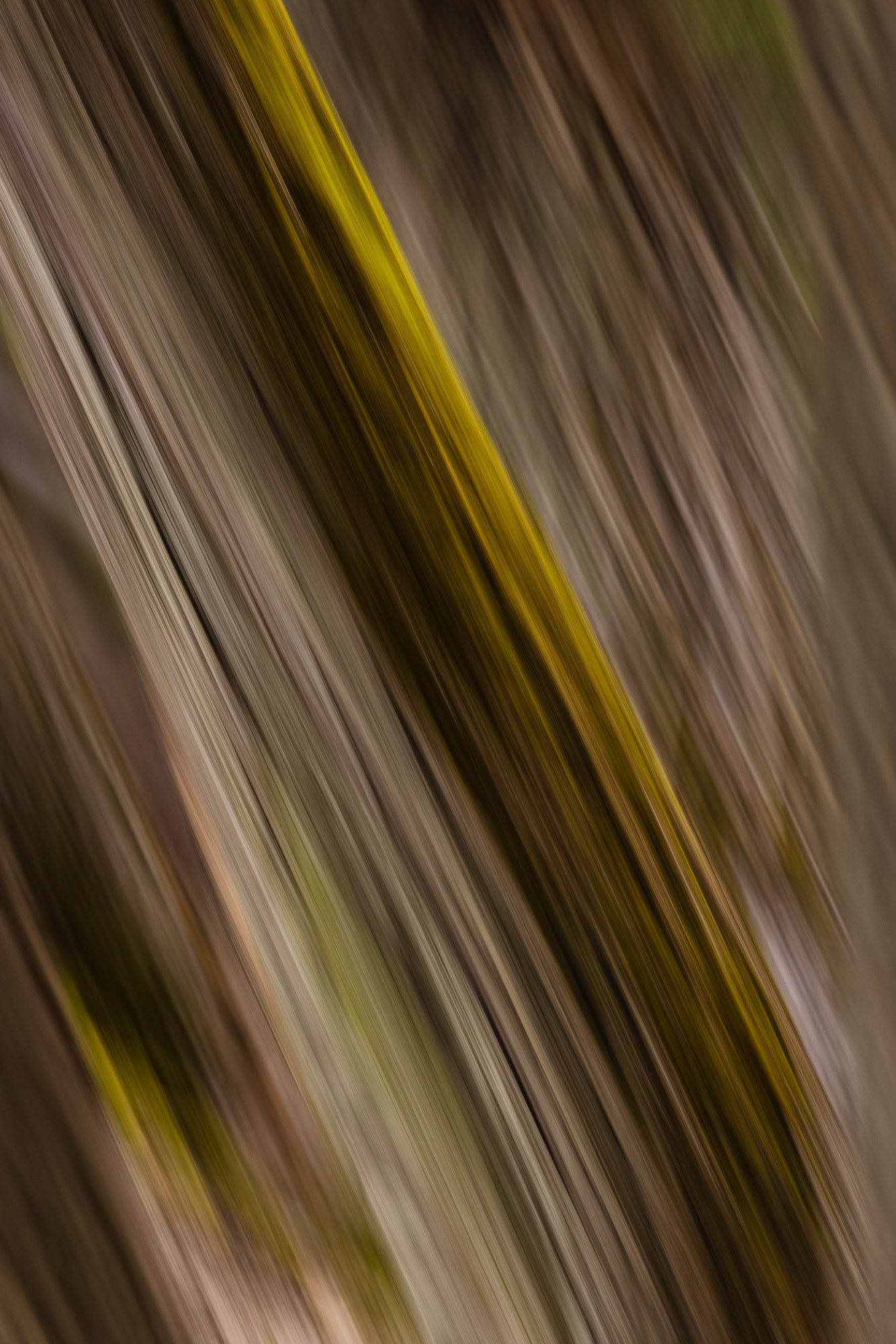 Tree Strands