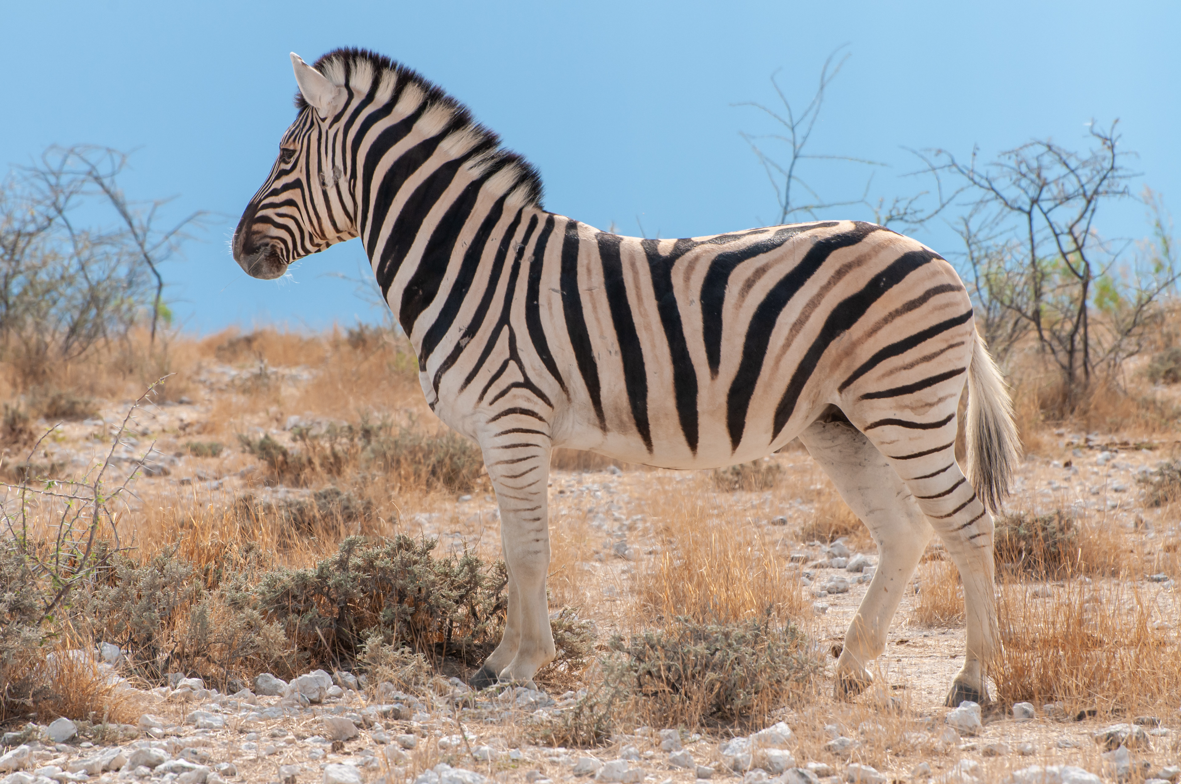 Etosha, Namibia, 2011.