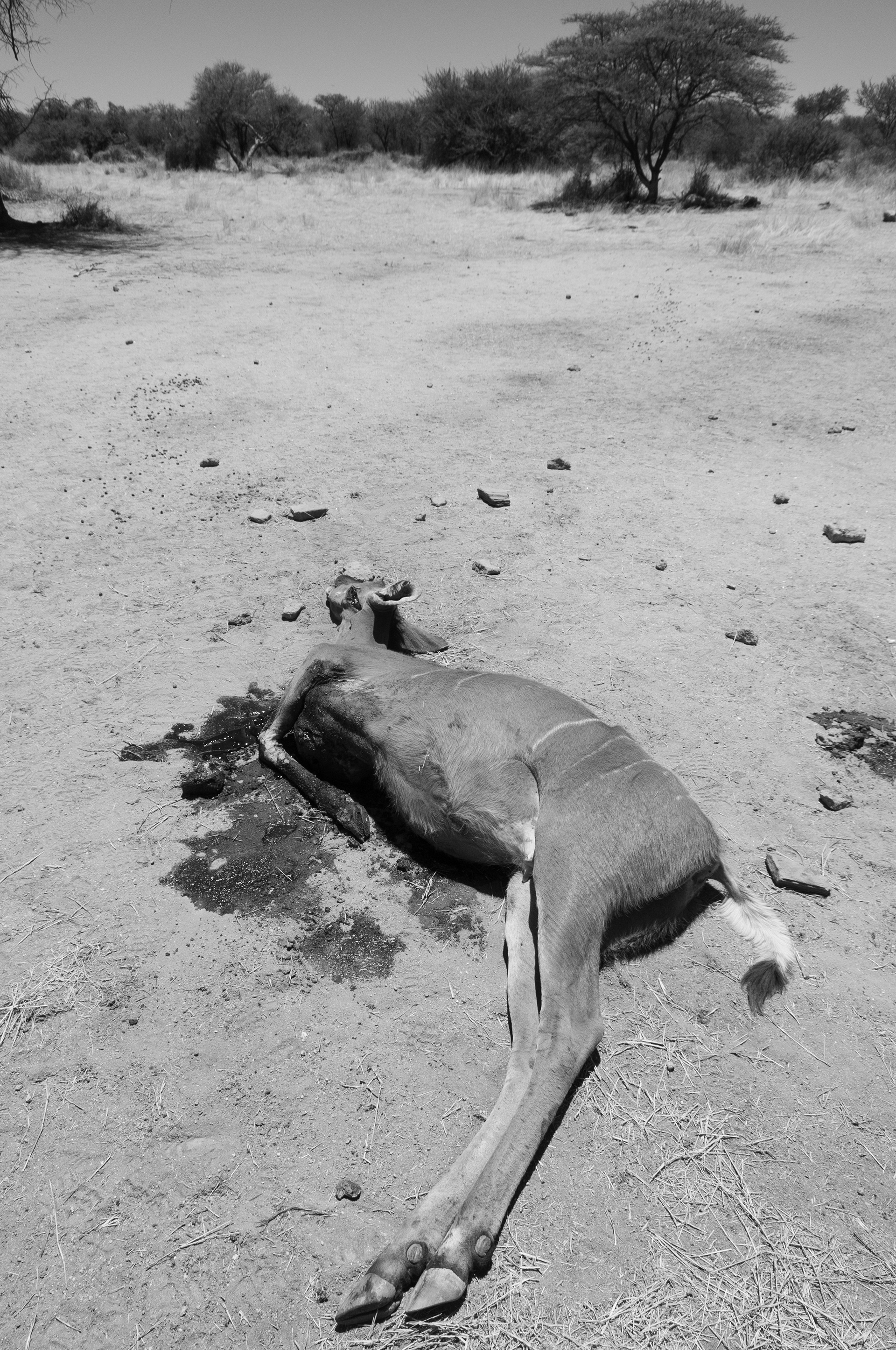 Erongo, Namibia, 2011.