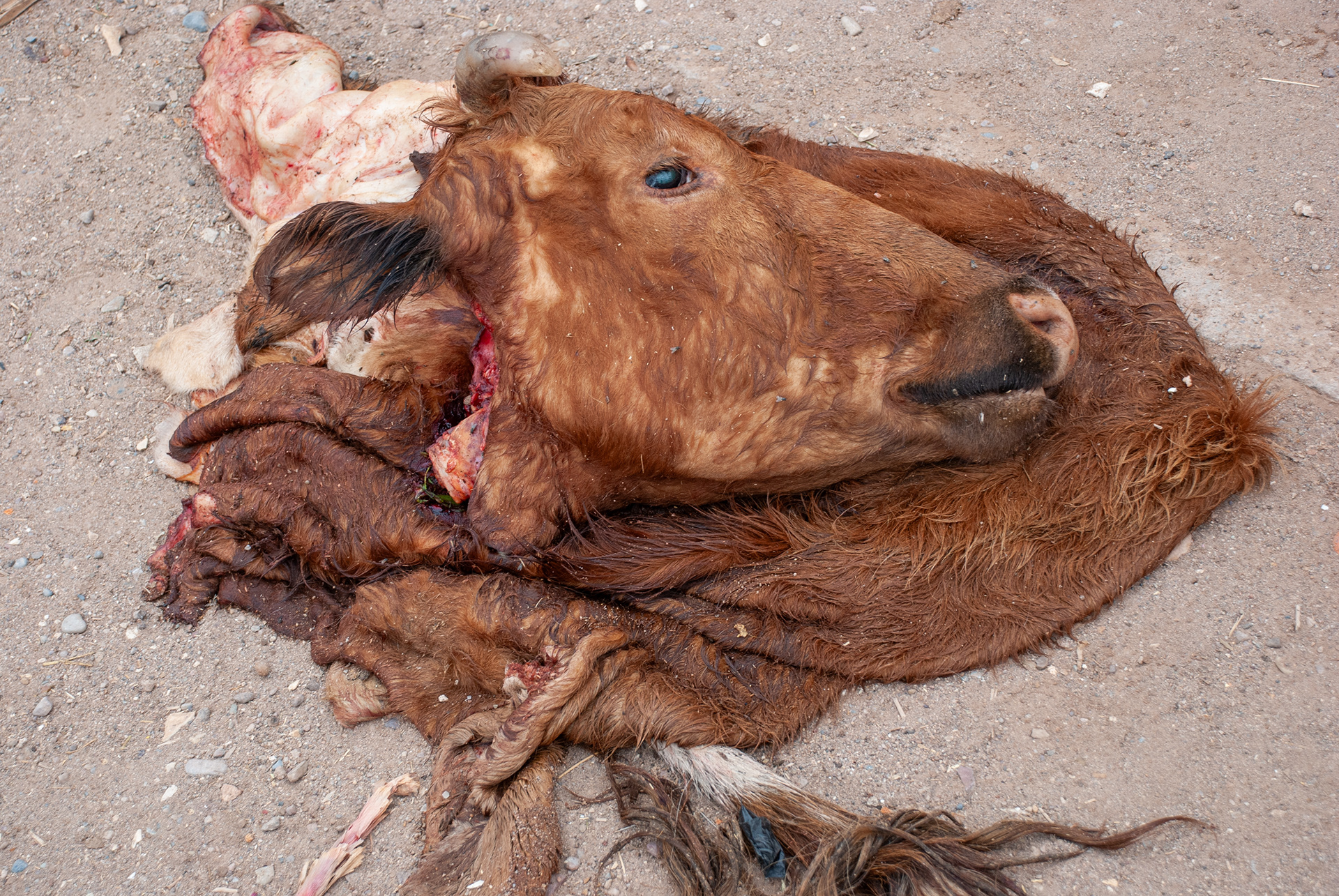 Jbel Sarhro, Morocco, 2009.