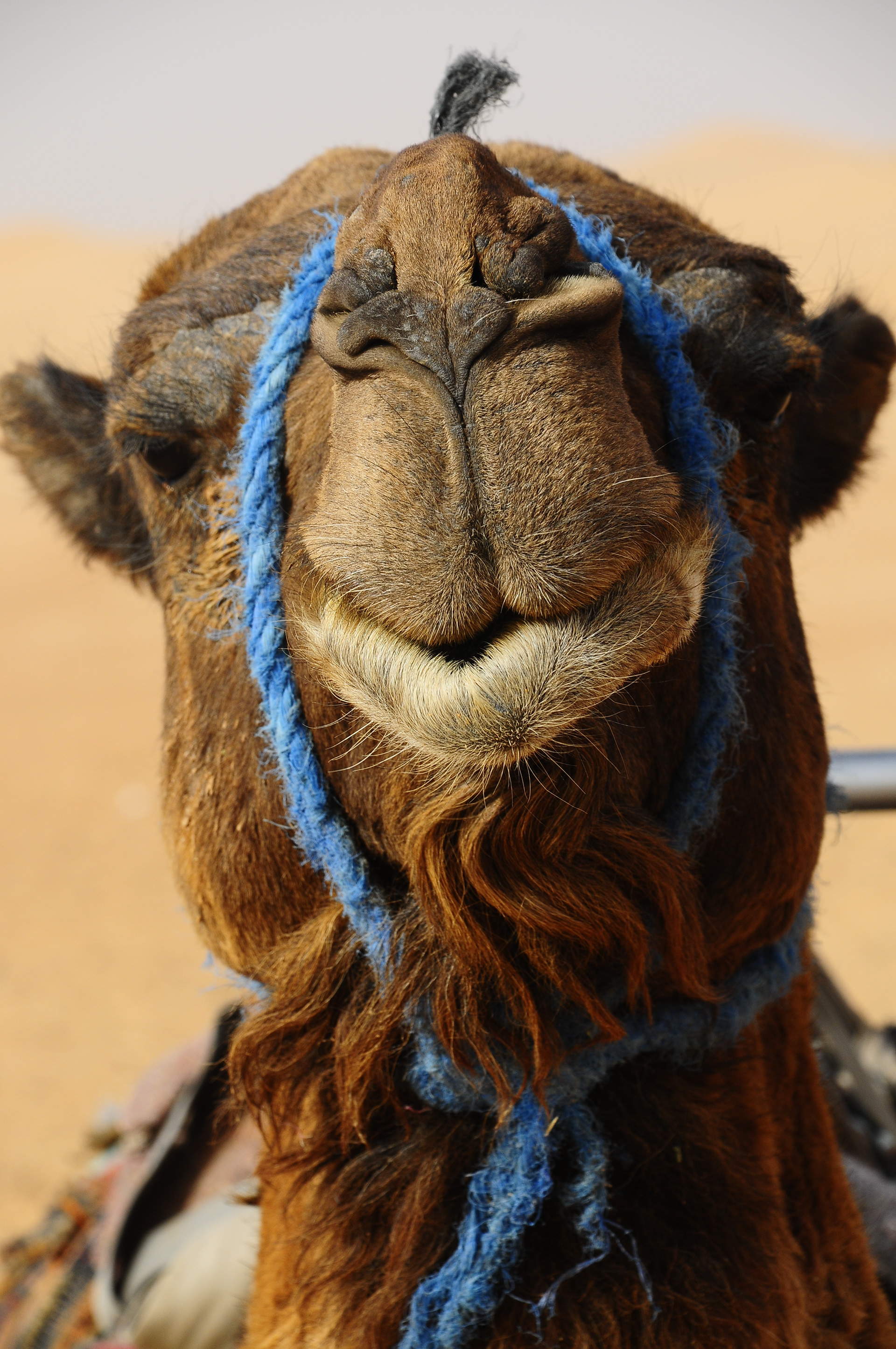 Mhamid, Morocco, 2010.