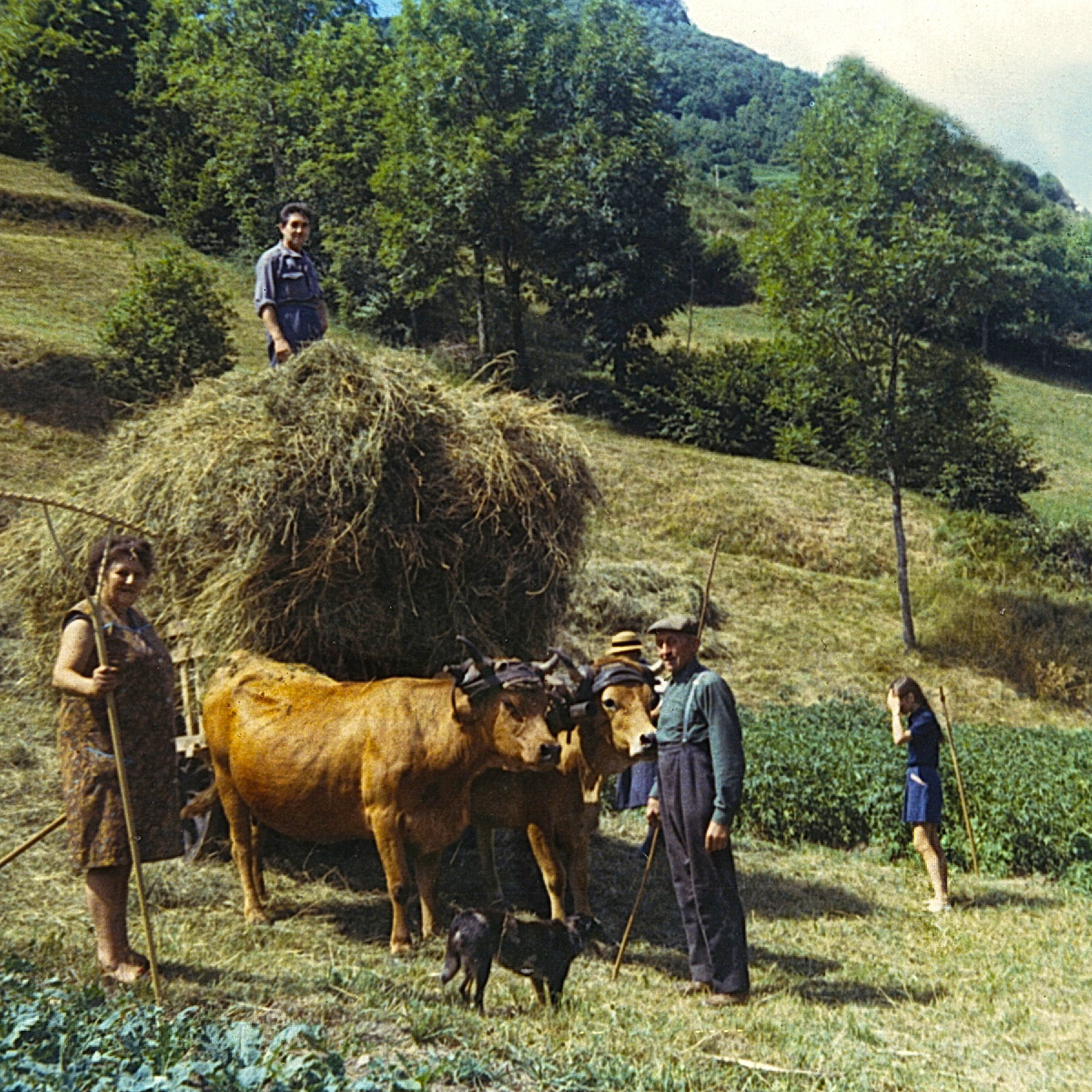 La febaison en char à boeufs