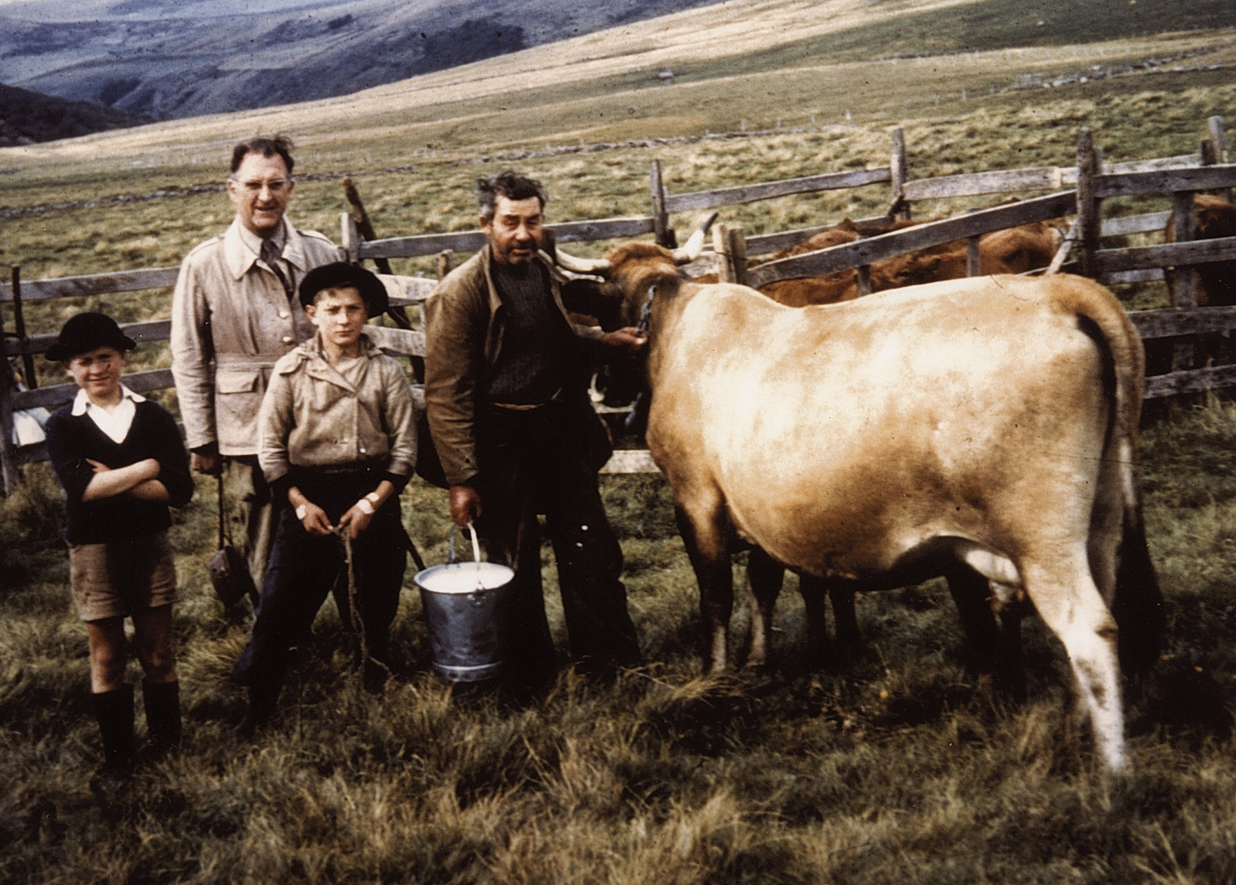 Les vaches à l'estive