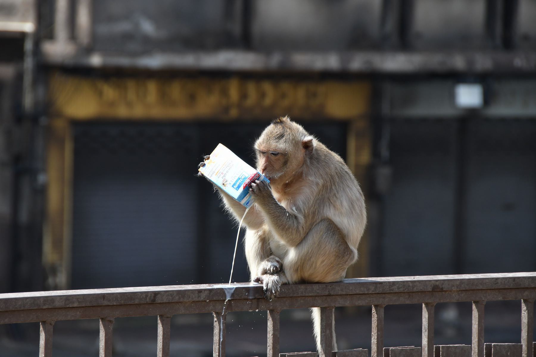 opbury la cité des singes