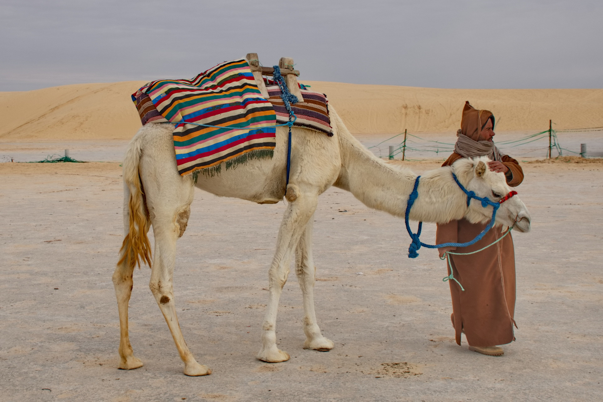 Le transporteur du désert