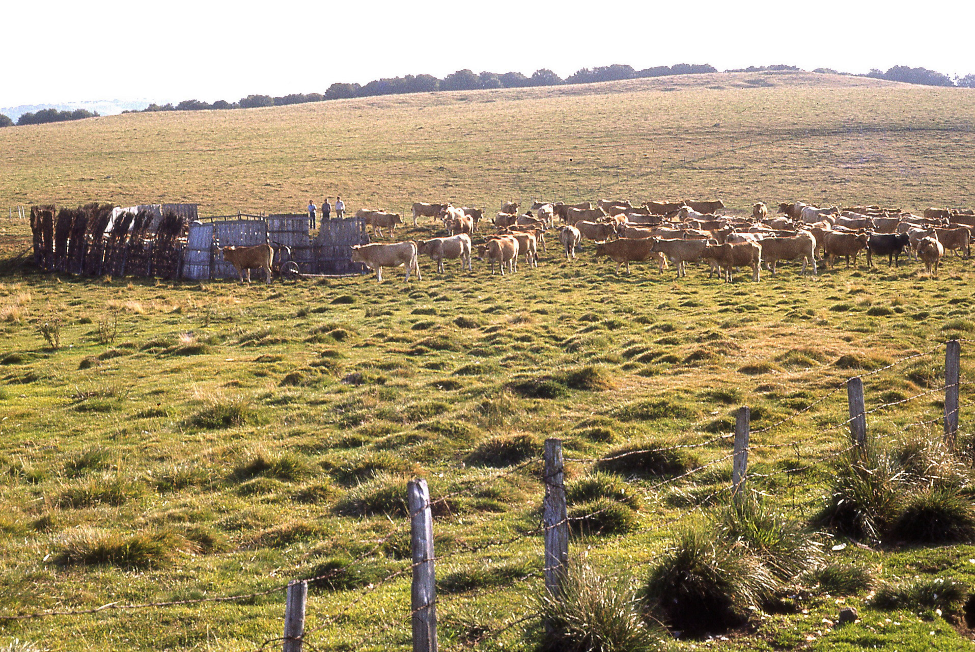 Les vaches à l'estive