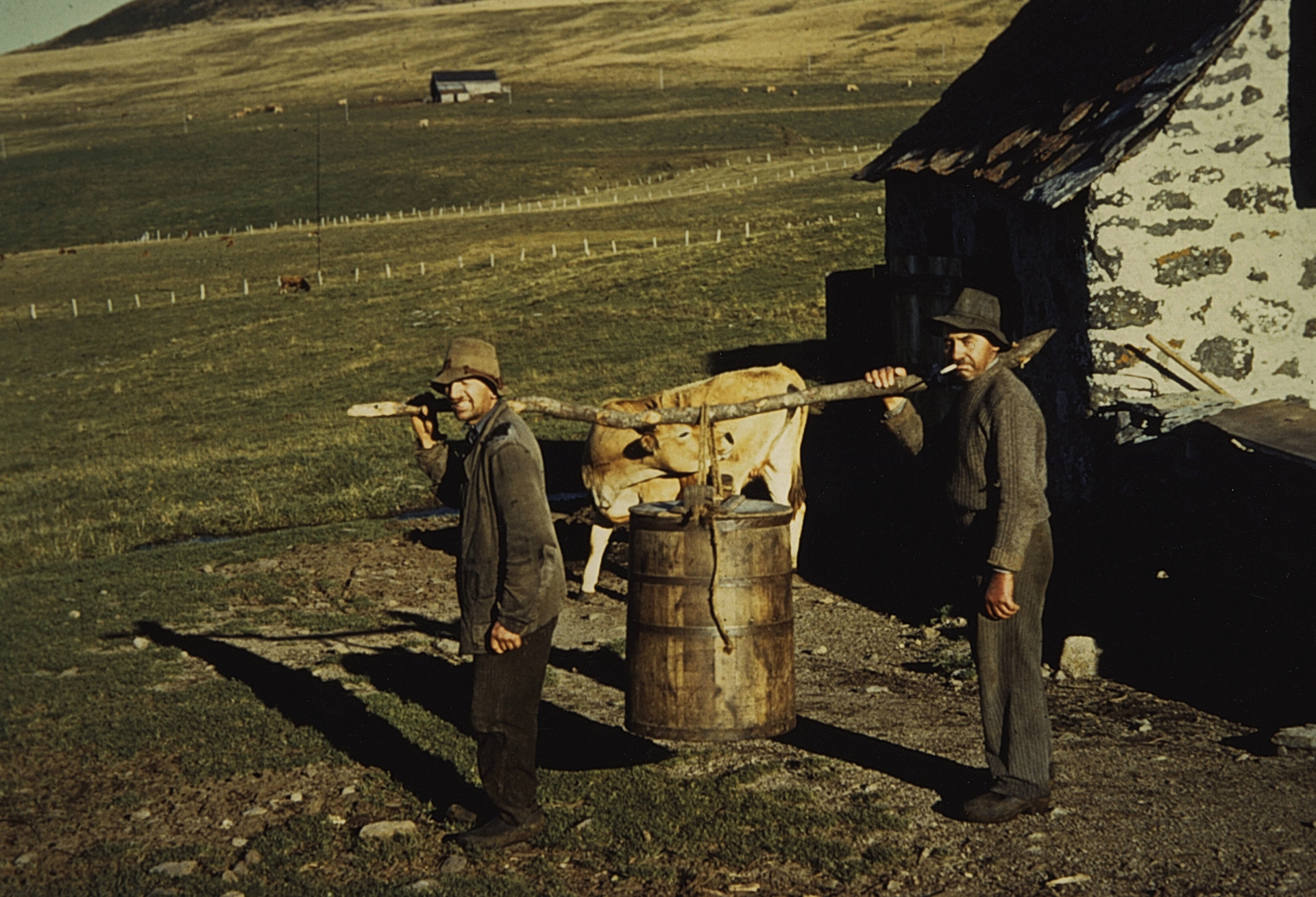 Transport du lait dans la gerle