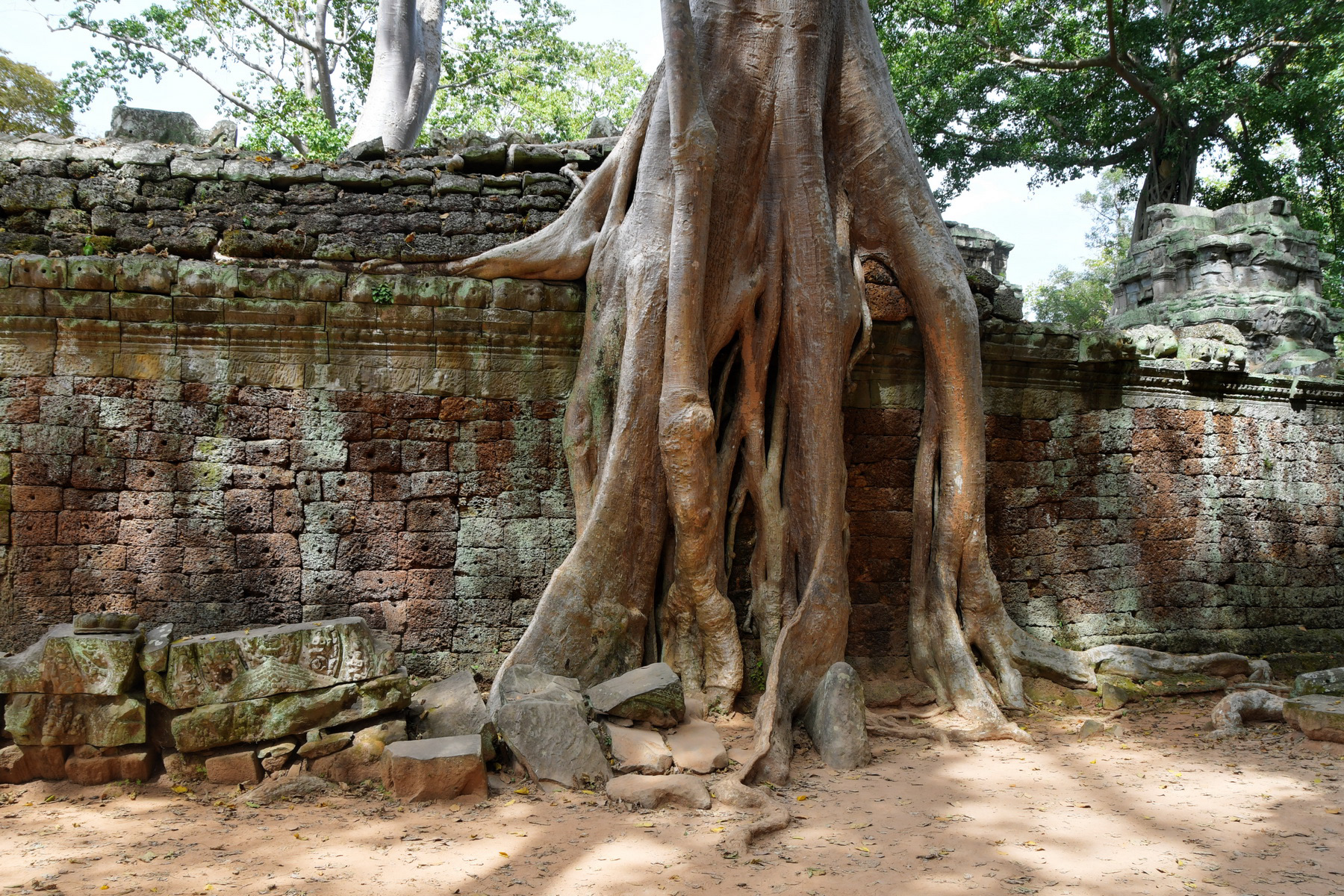 Temple Ta Prohm
