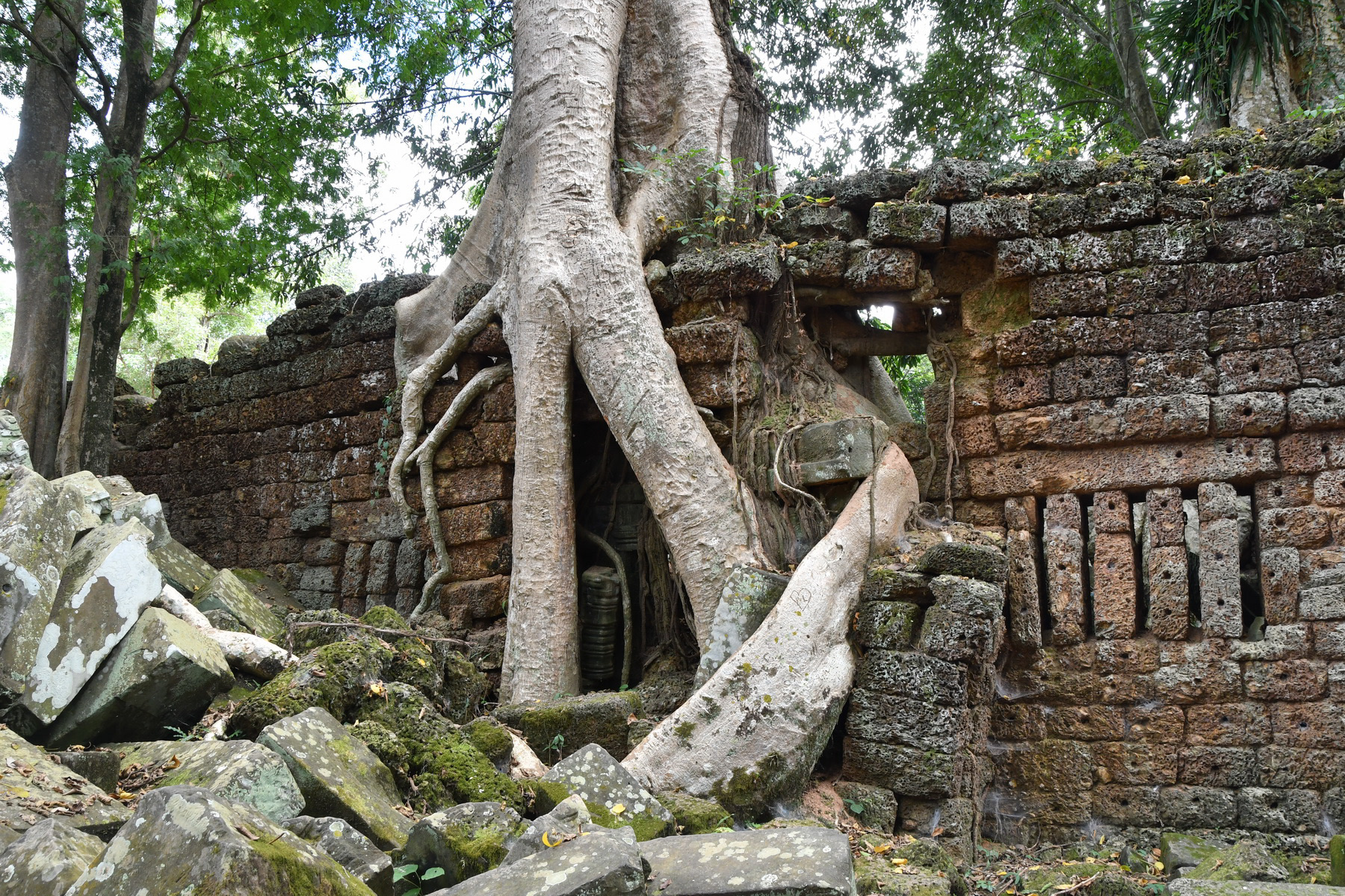 Temple Ta Prohm