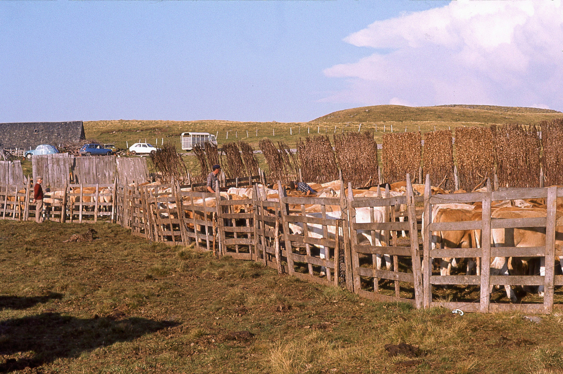 Les vaches à l'estive