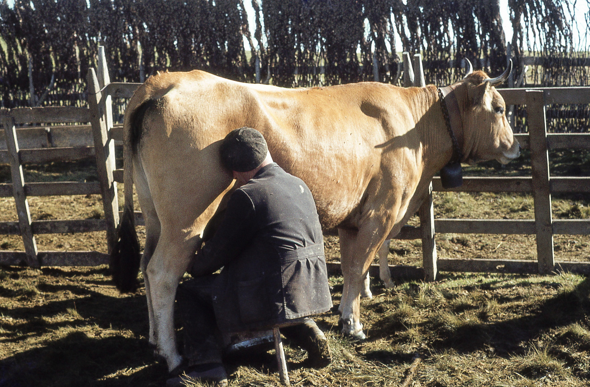 La traite à l'estive