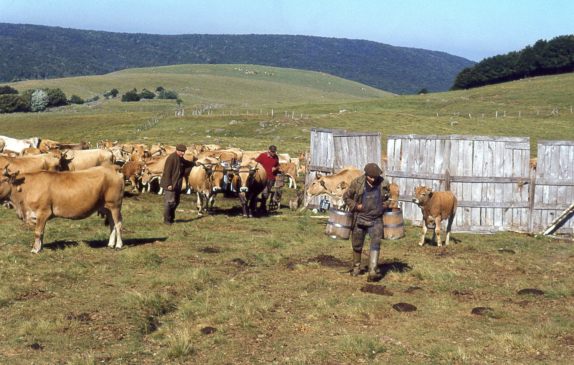 Les vaches à l'estive
