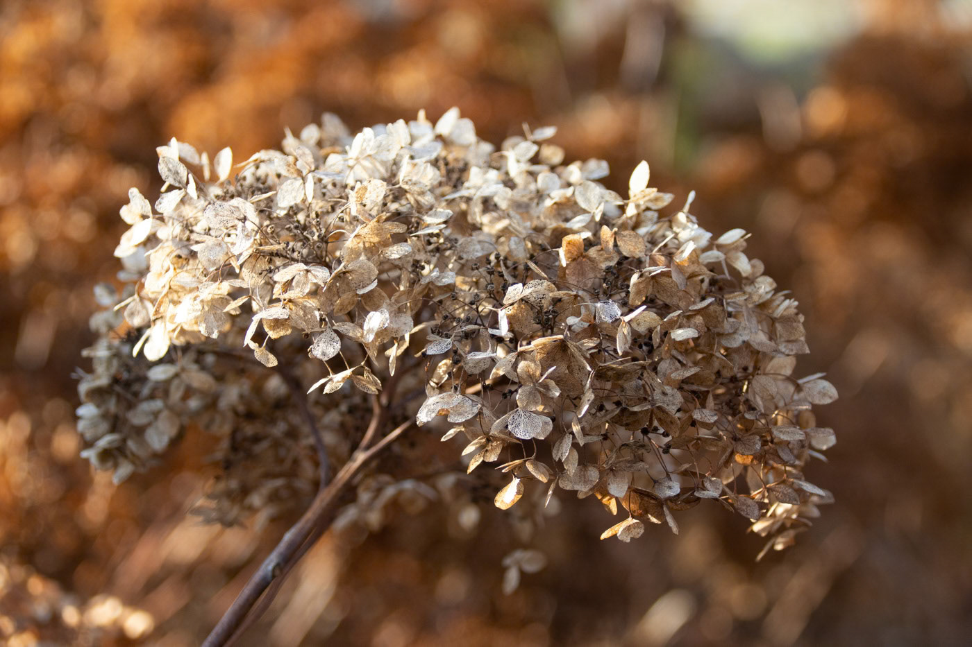 Whispers of Winter