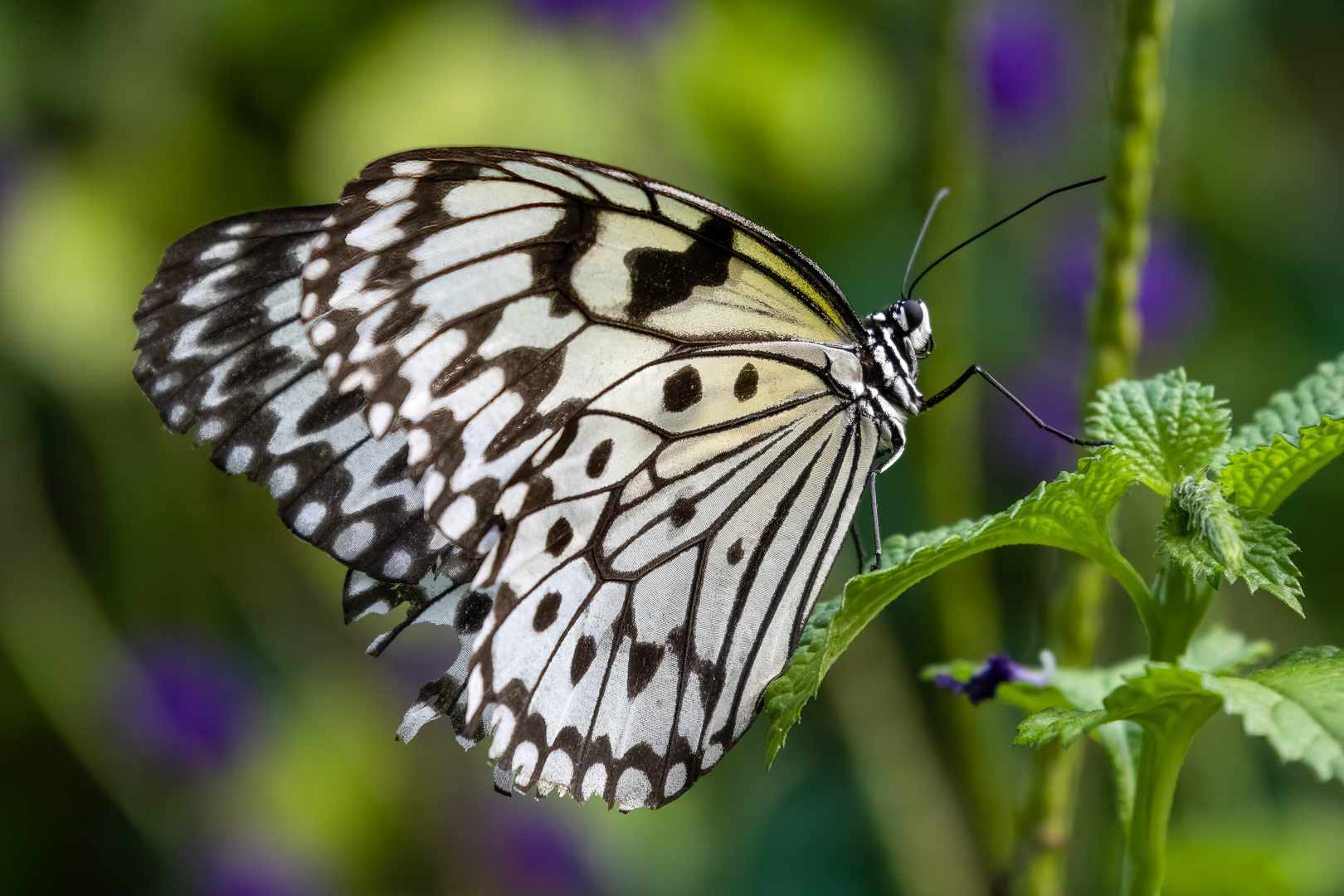 The Tree Nymph's Perch