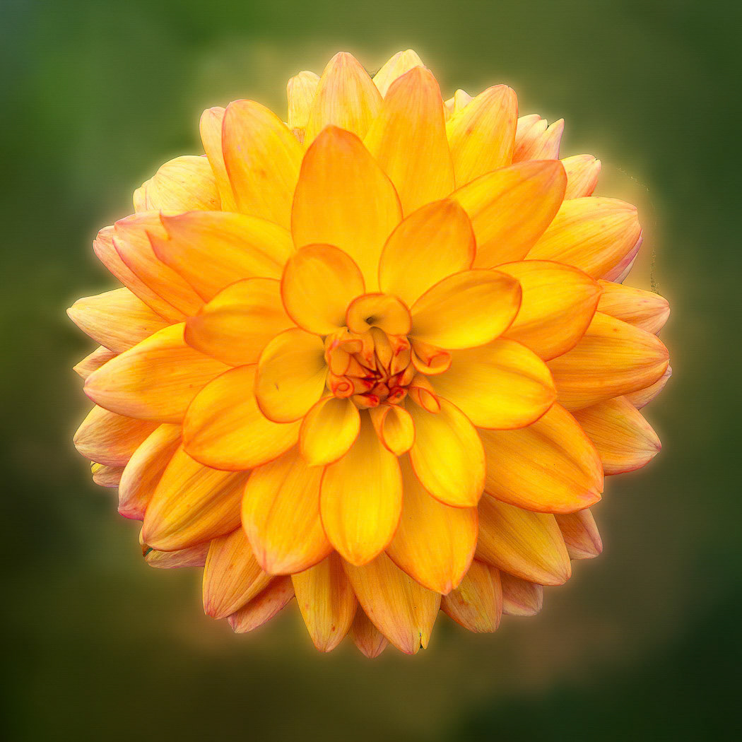 The Heart of the Bloom