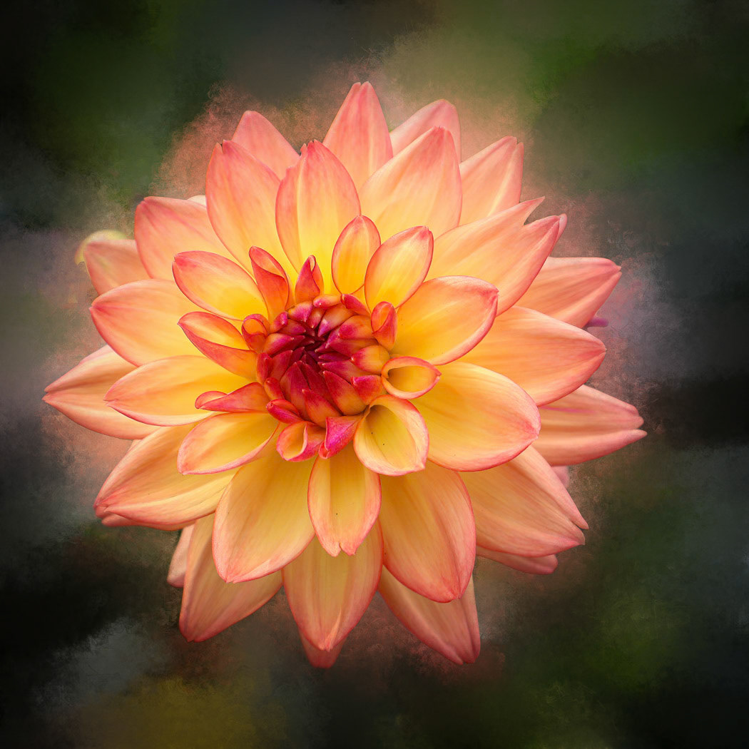 Sunburst Bloom