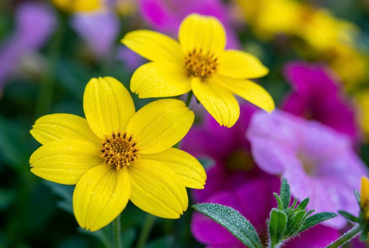 Golden Radiance in Bloom